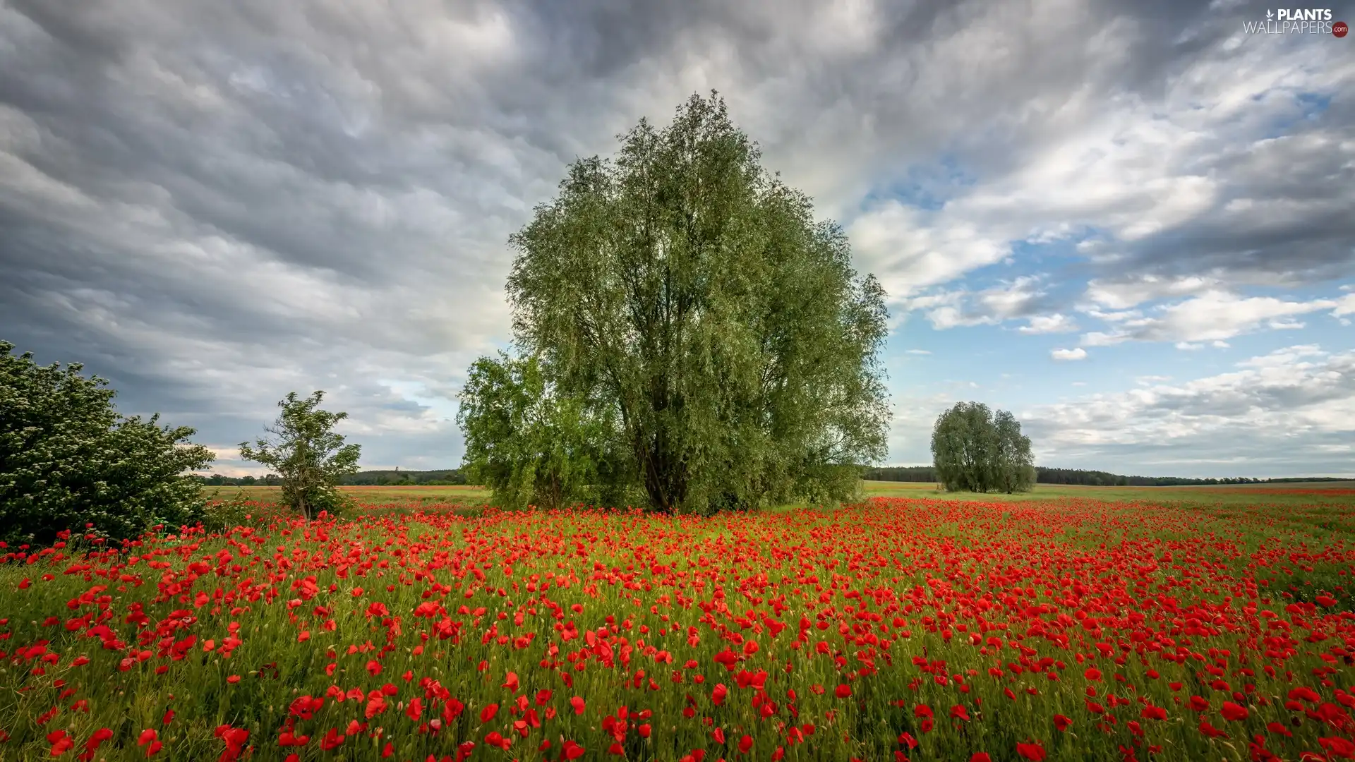 trees, Meadow, Bush, clouds, viewes, papavers