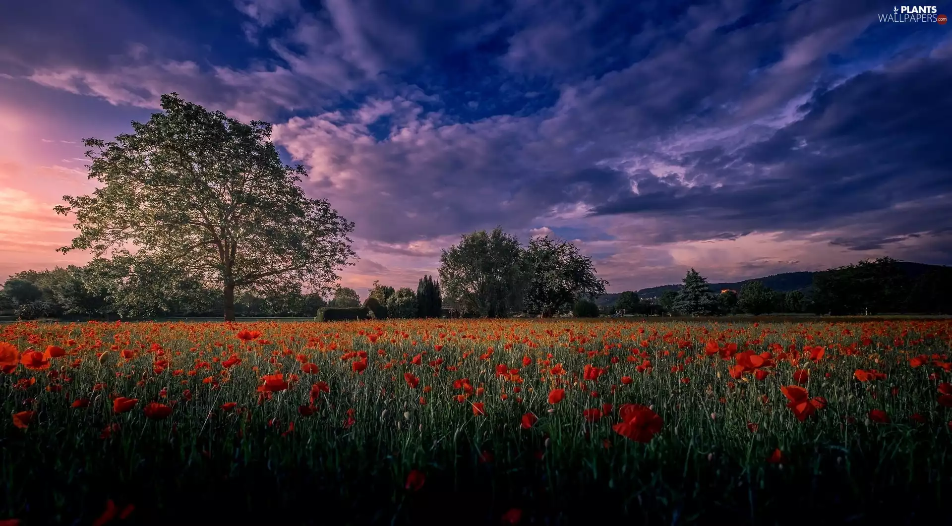 viewes, clouds, papavers, trees, Meadow