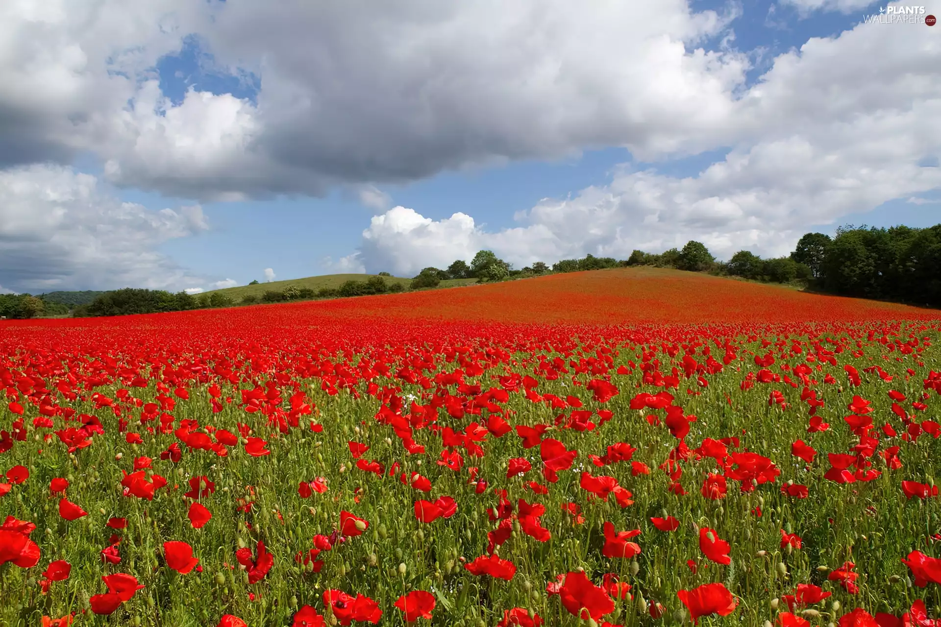 viewes, clouds, papavers, trees, Meadow