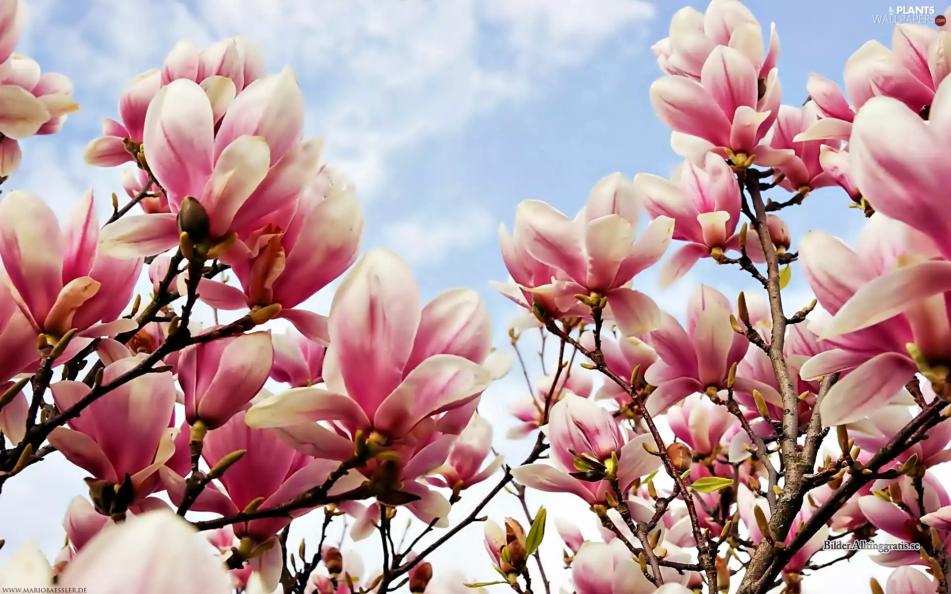 Sky, clouds, Pink, Magnolia, Spring