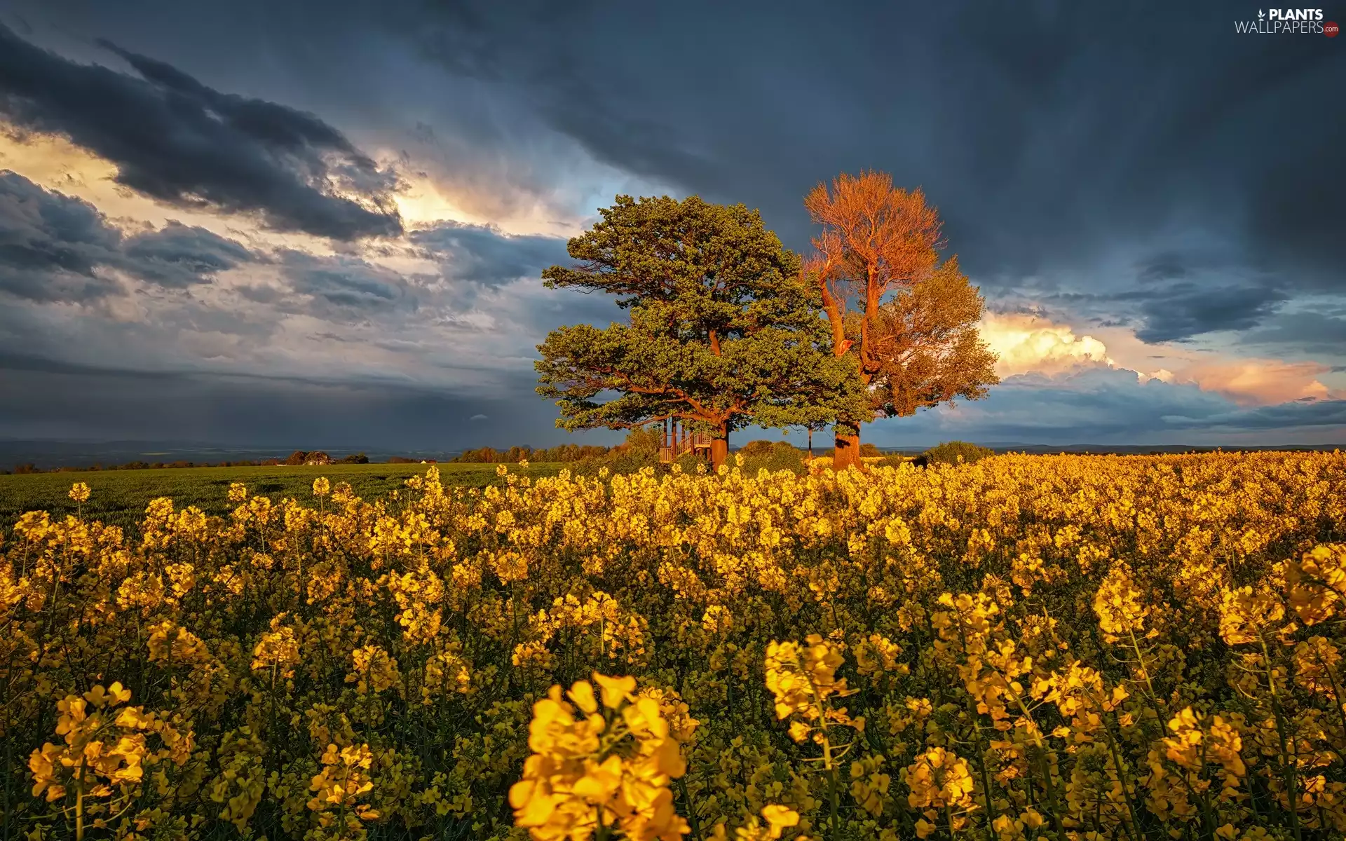 trees, Field, dark, clouds, viewes, rape