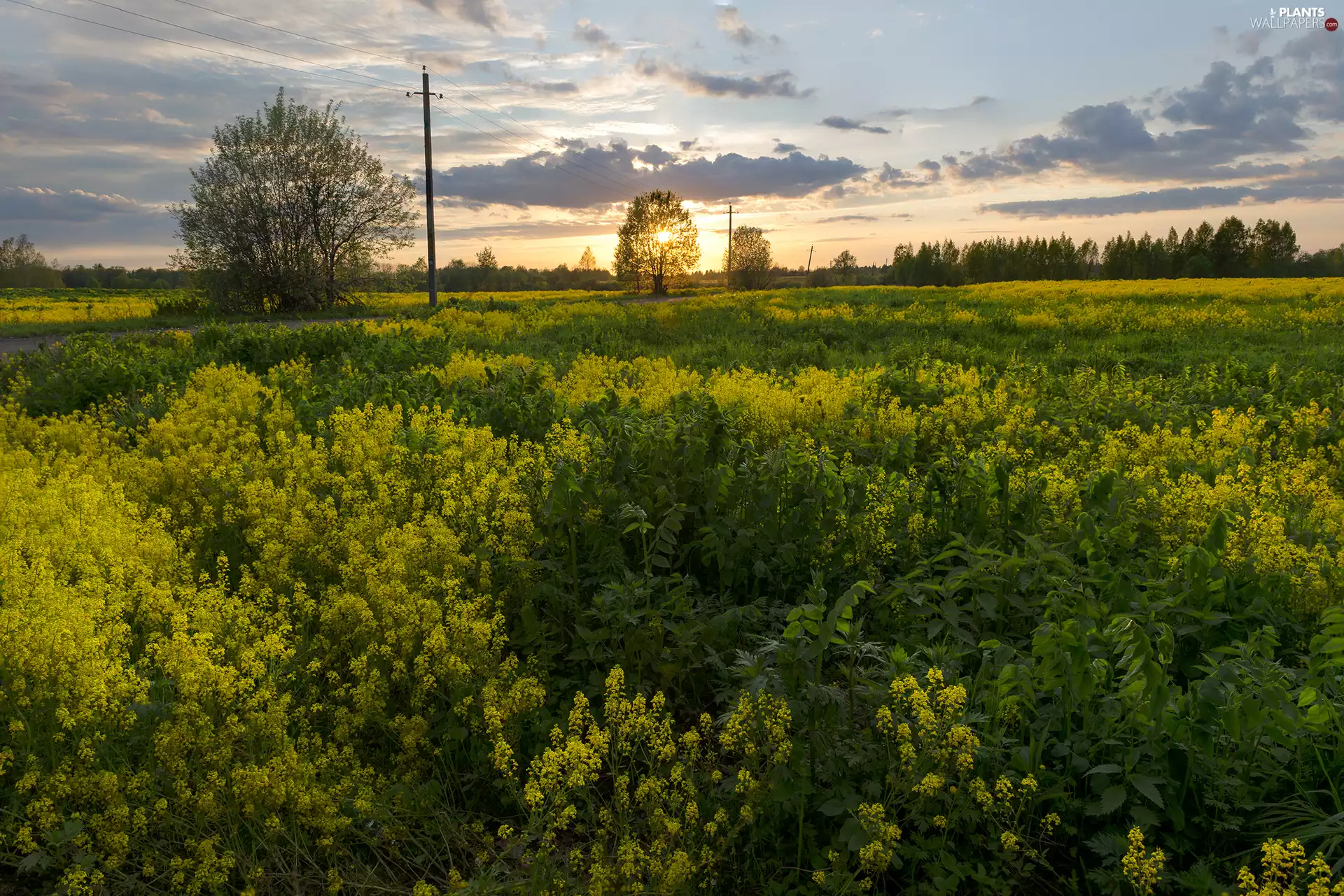 viewes, clouds, rape, trees, Field