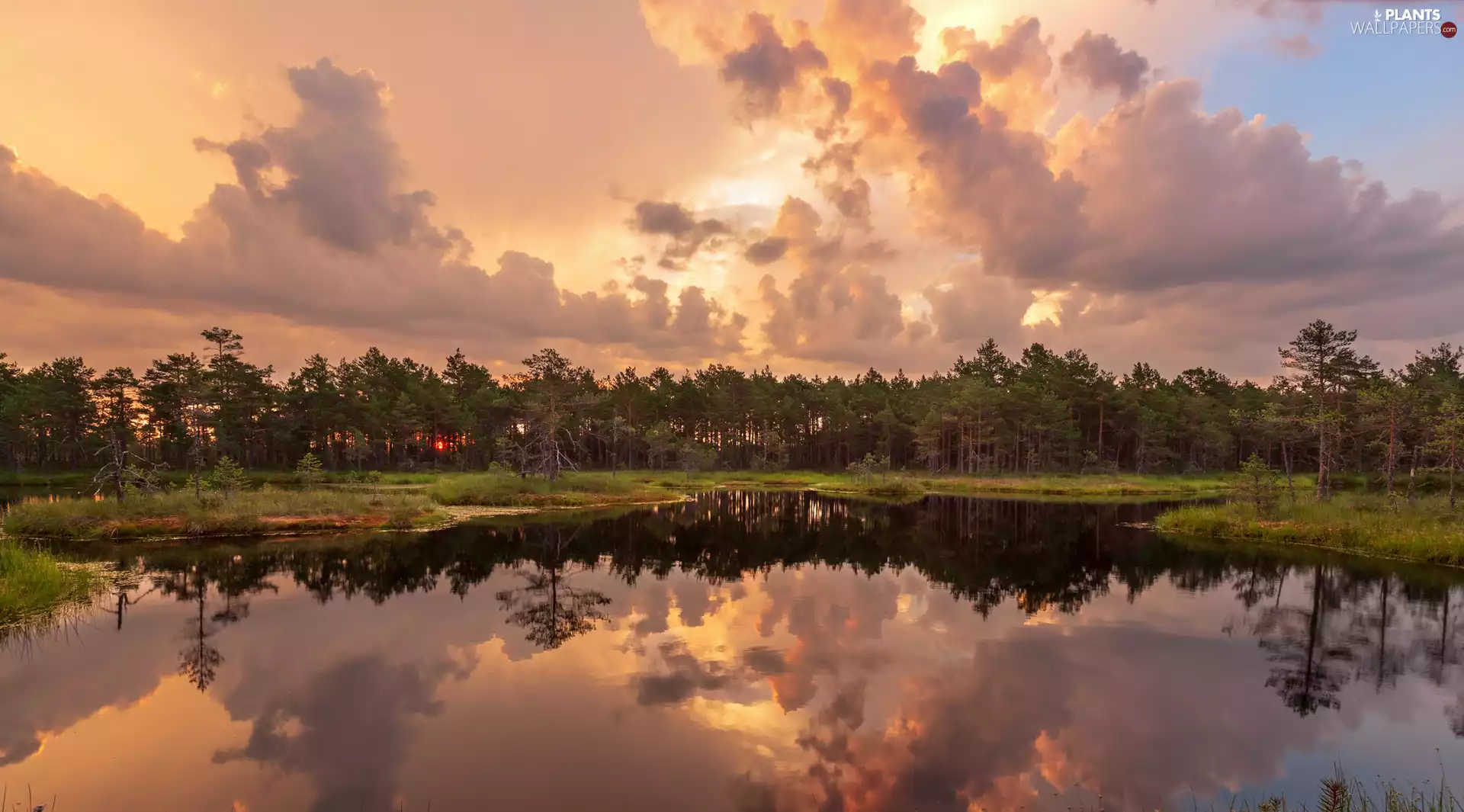 viewes, clouds, reflection, trees, swamp
