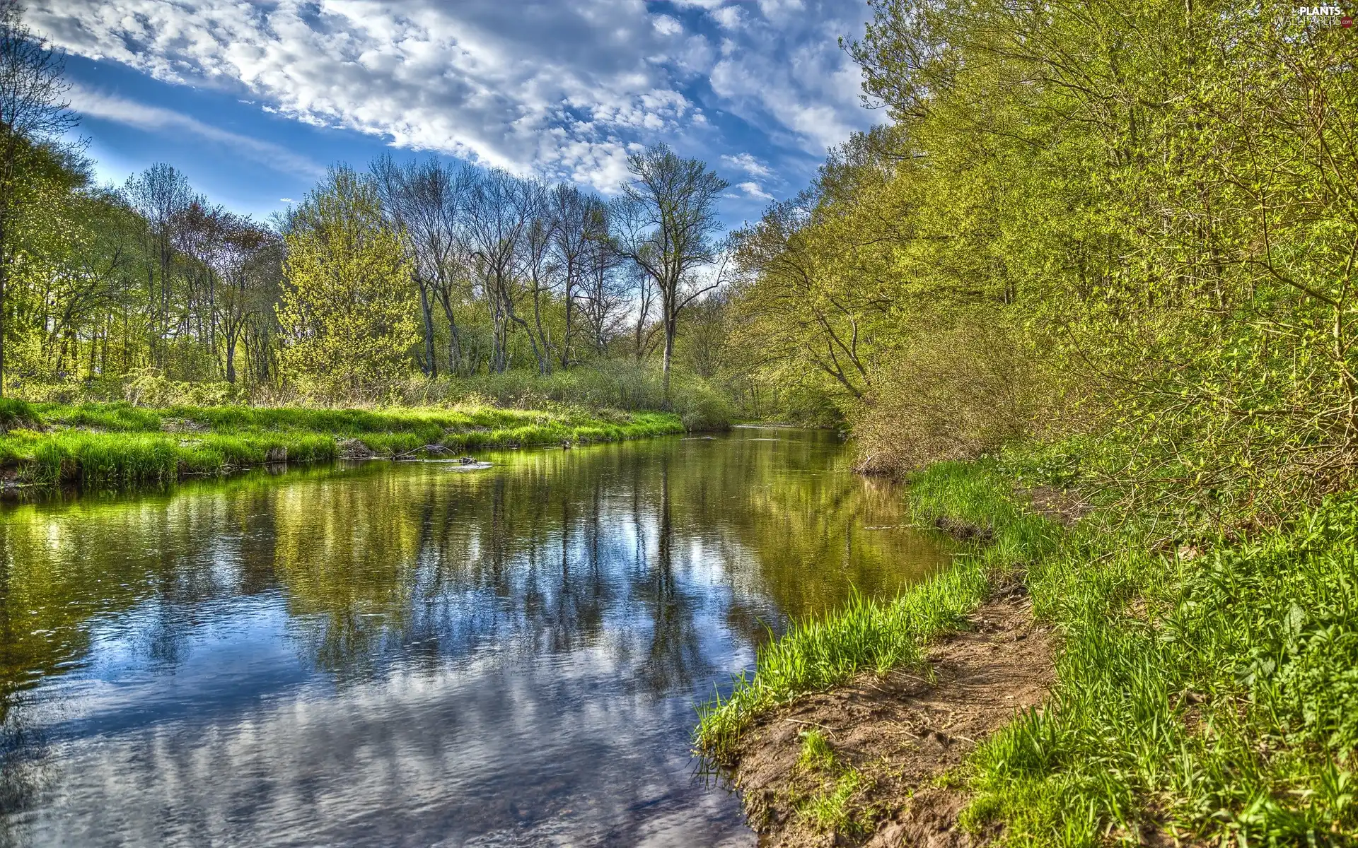 trees, edges, clouds, reflection, viewes, River