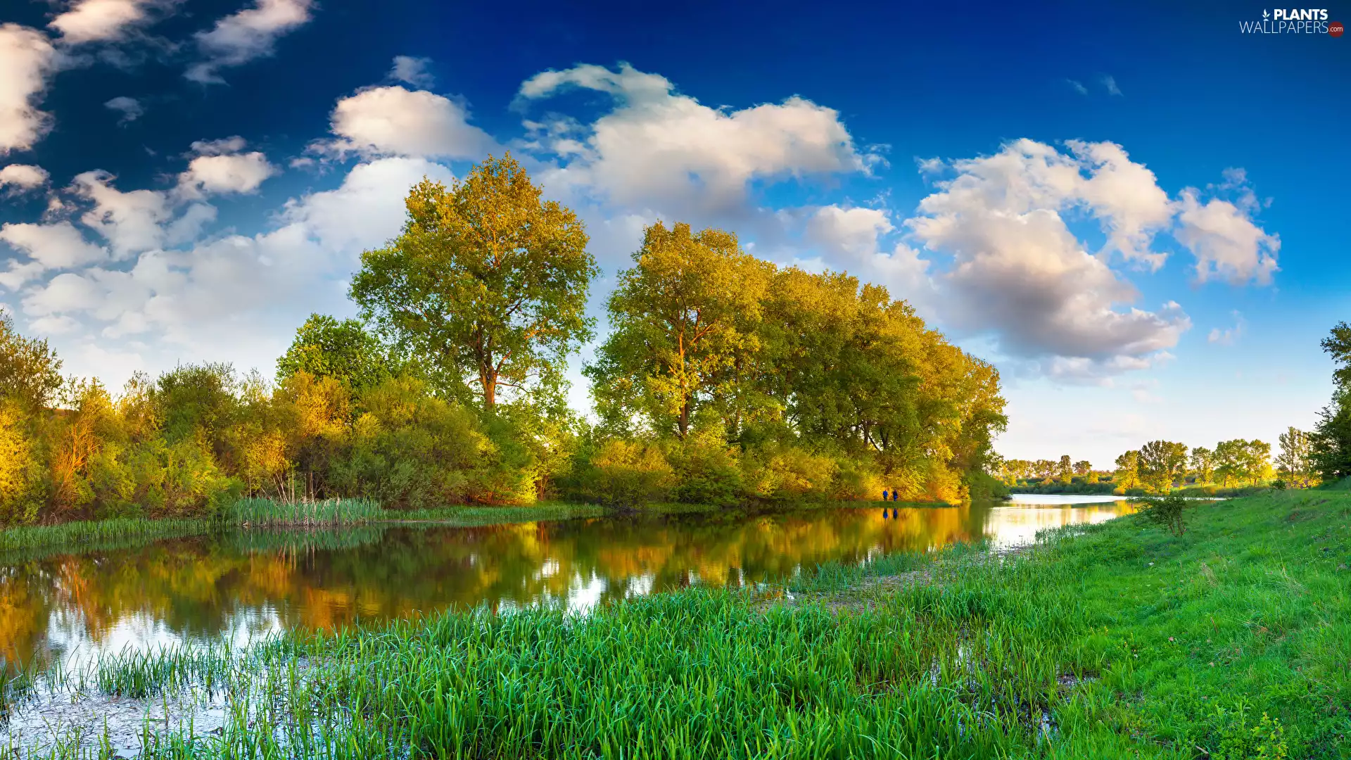 grass, summer, viewes, clouds, trees, River
