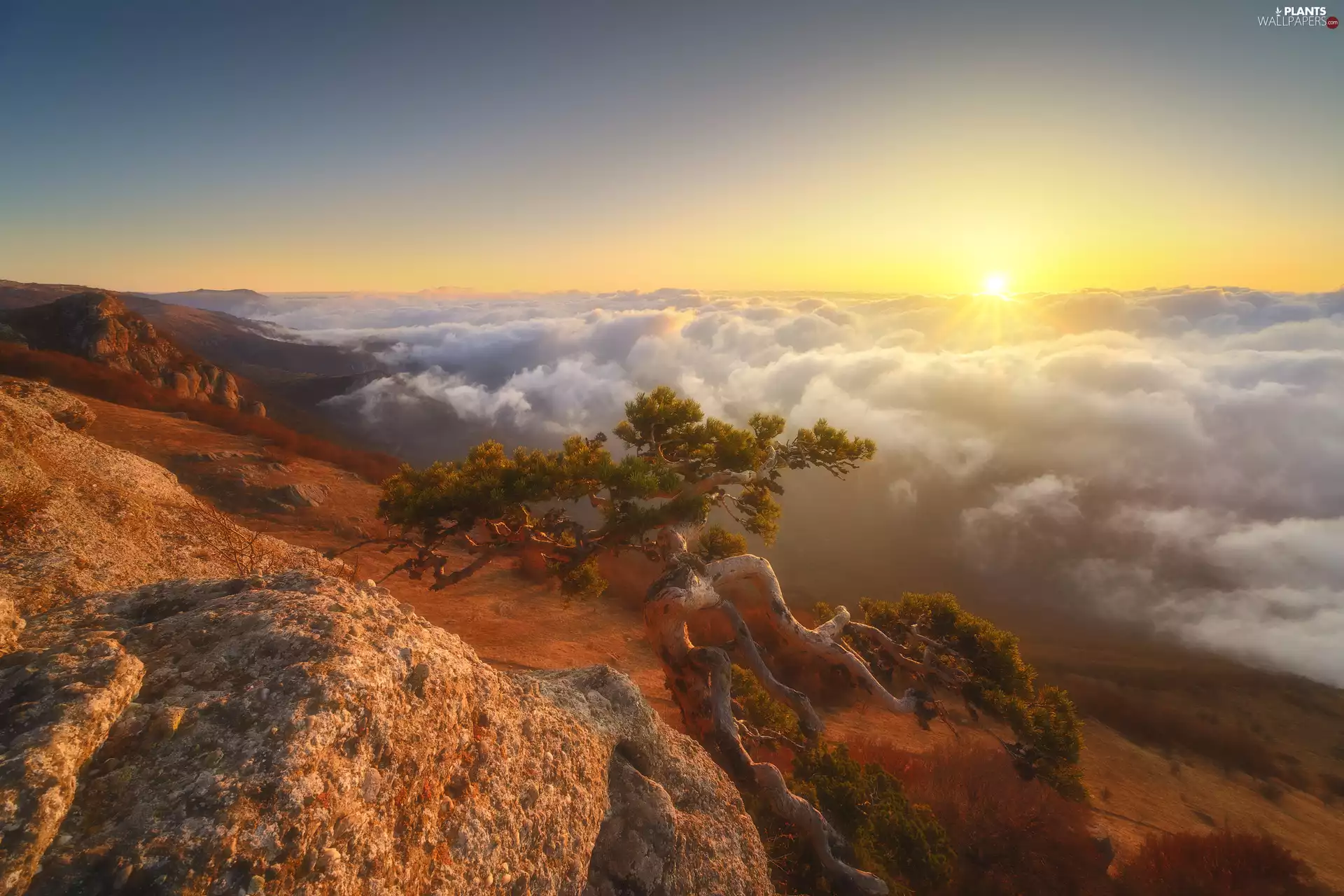 Sunrise, clouds, rocks, pine, Mountains