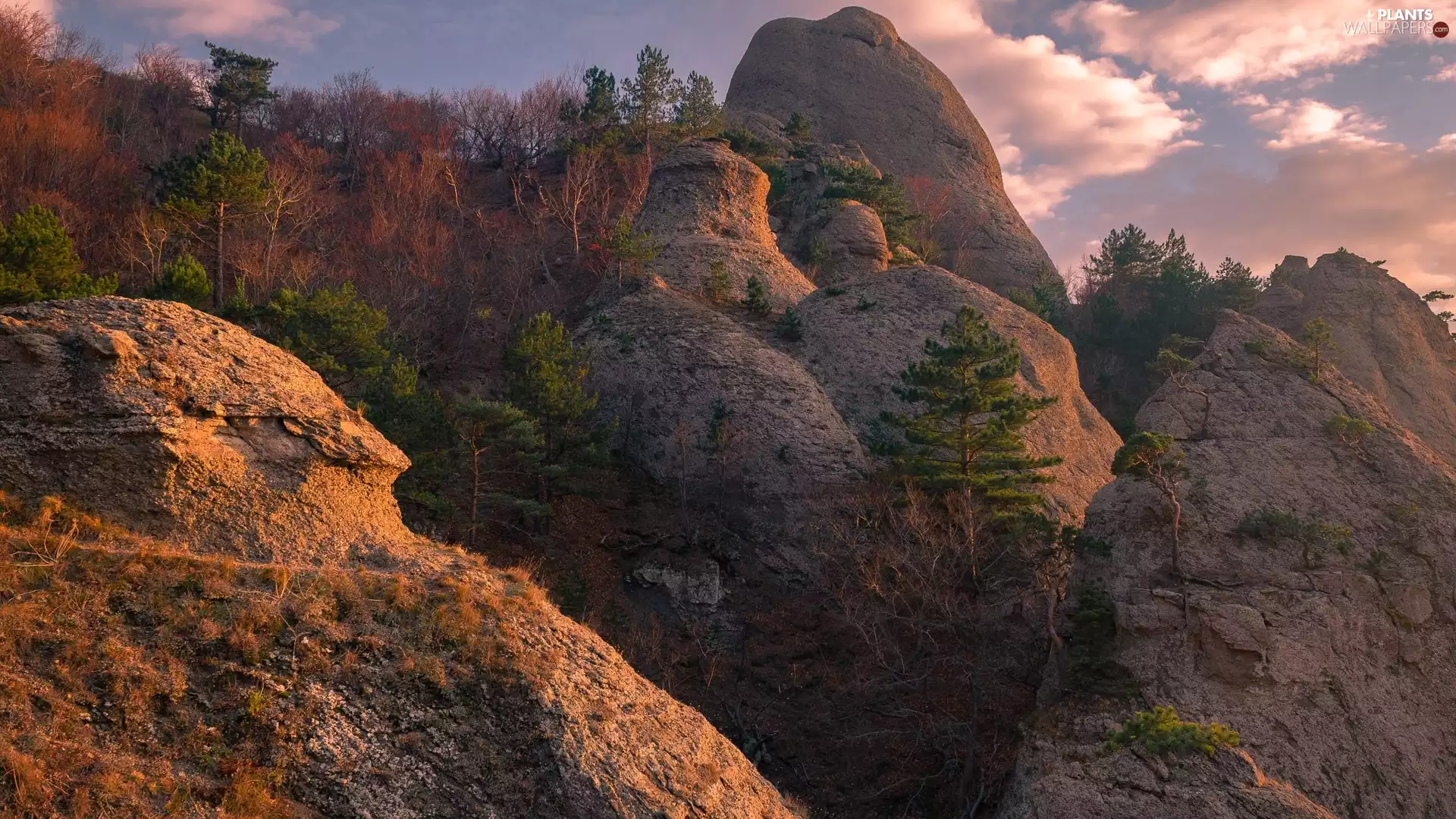 trees, Mountains, pine, clouds, viewes, rocks