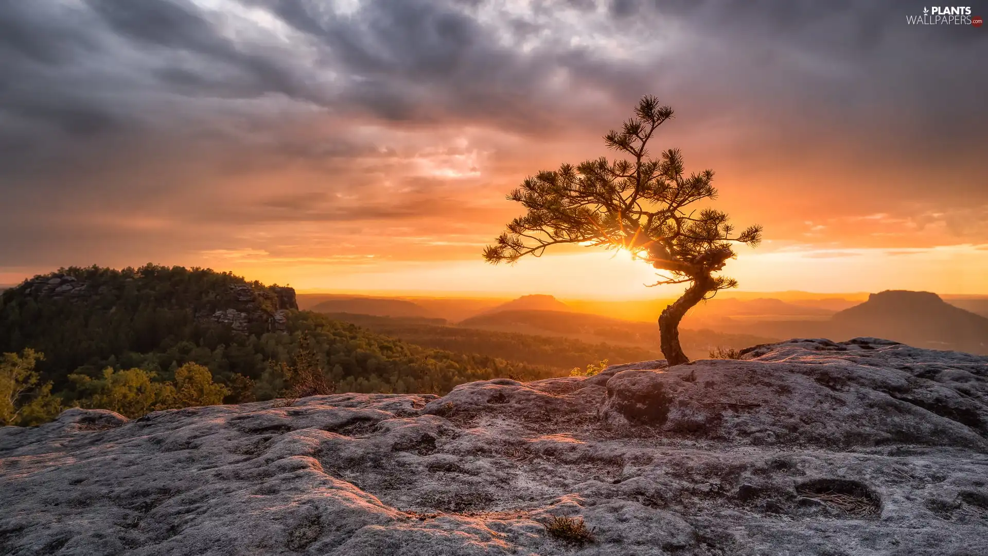 trees, Mountains, Sunrise, clouds, pine, Rocks