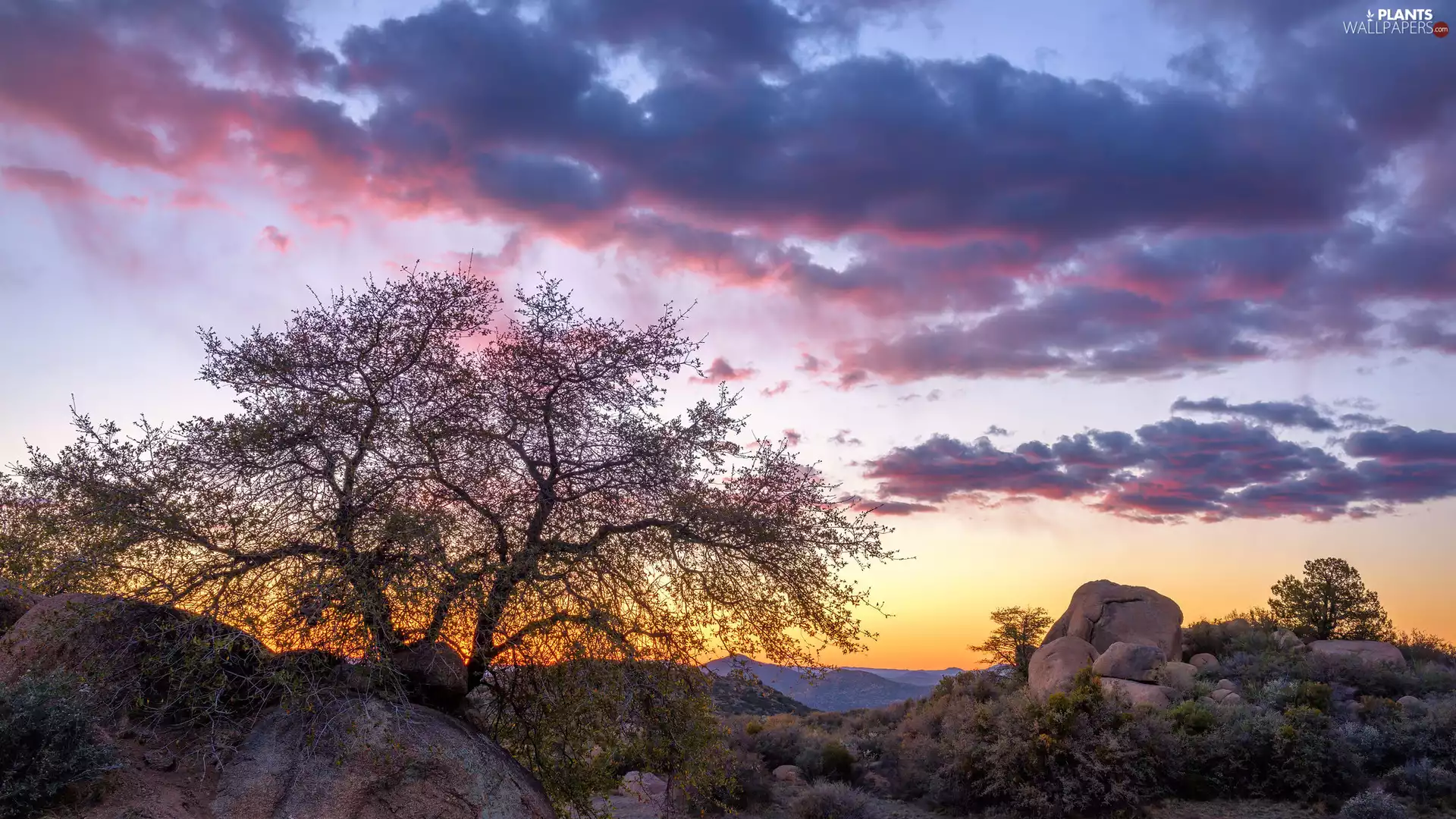 Plants, clouds, rocks, trees, Sunrise