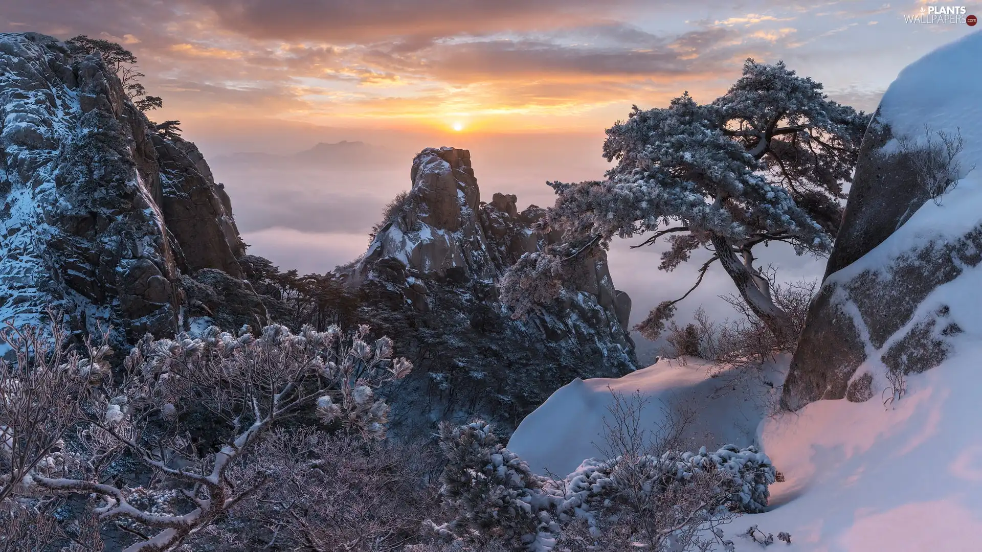 clouds, winter, snow, Mountains, pine, Sunrise, rocks, dawn, Fog