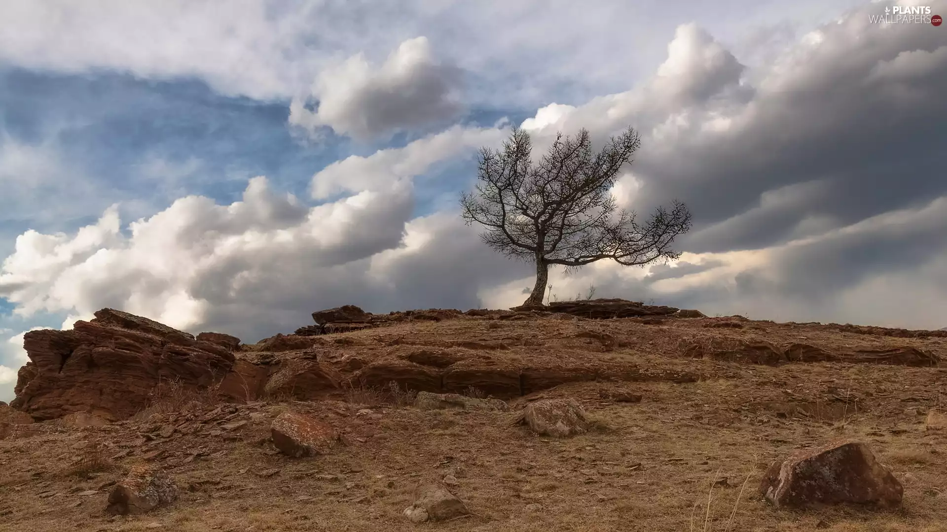 Sky, clouds, rocks, Stones, trees