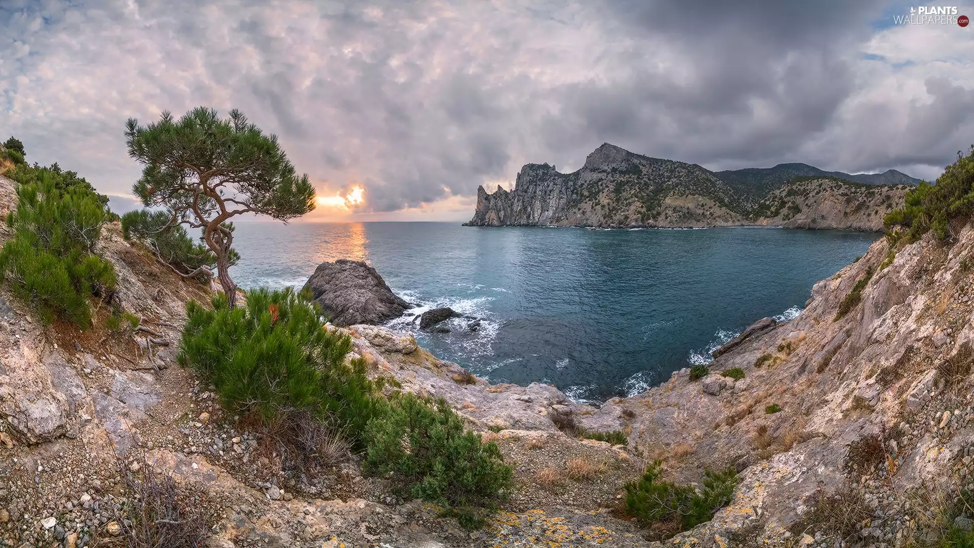 trees, sea, VEGETATION, clouds, pine, rocks