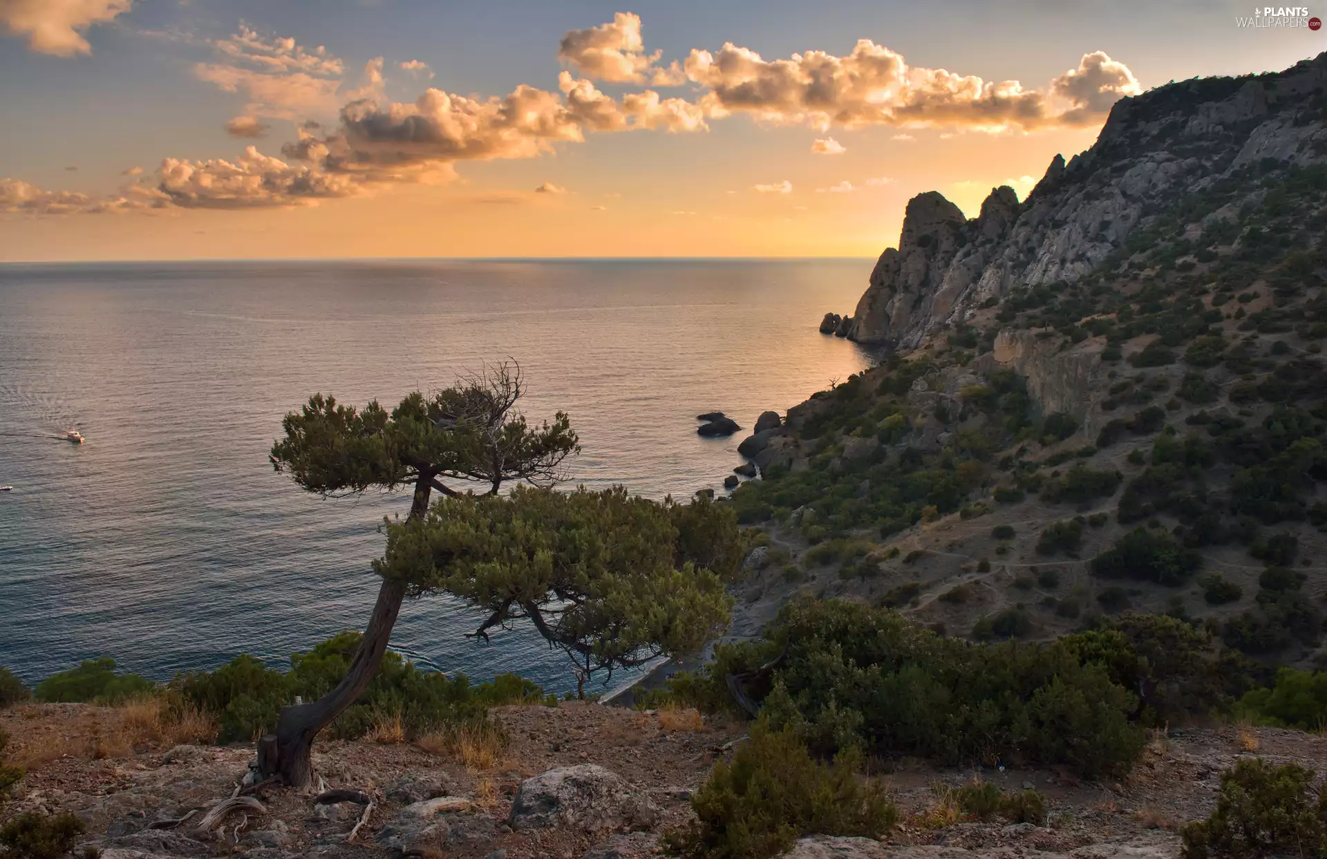 Plants, sea, viewes, clouds, trees, rocks