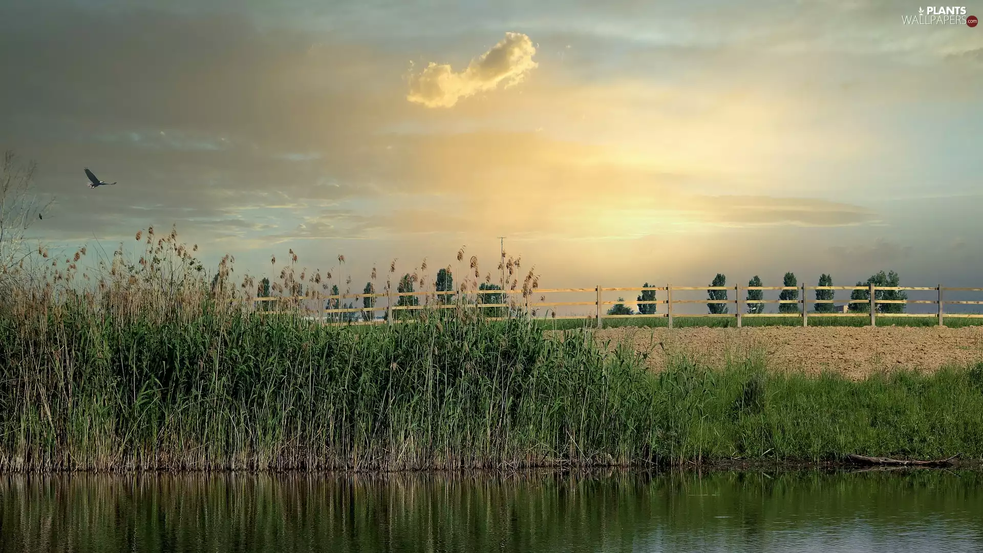 grass, River, Bird, clouds, fence, rushes