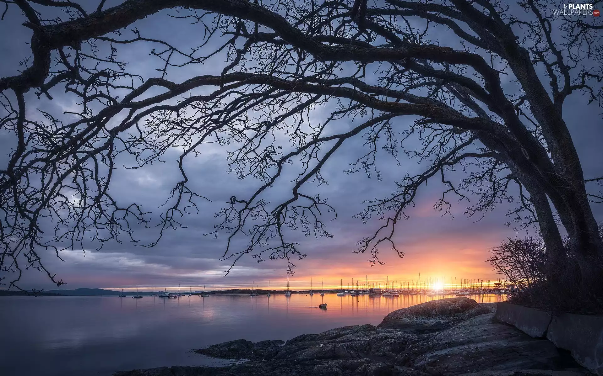 trees, lake, Sunrise, clouds, viewes, Sailboats