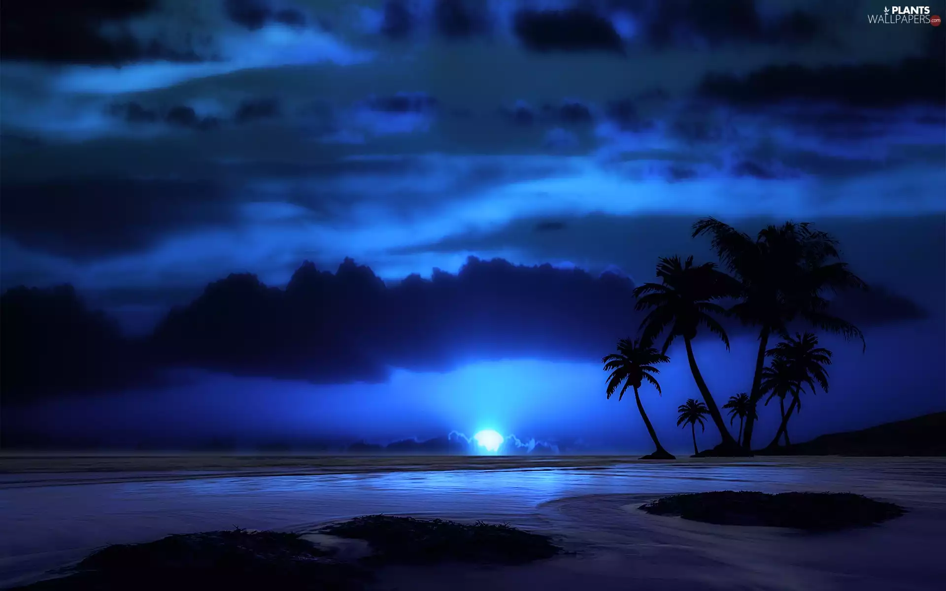 sea, Palms, Night, clouds
