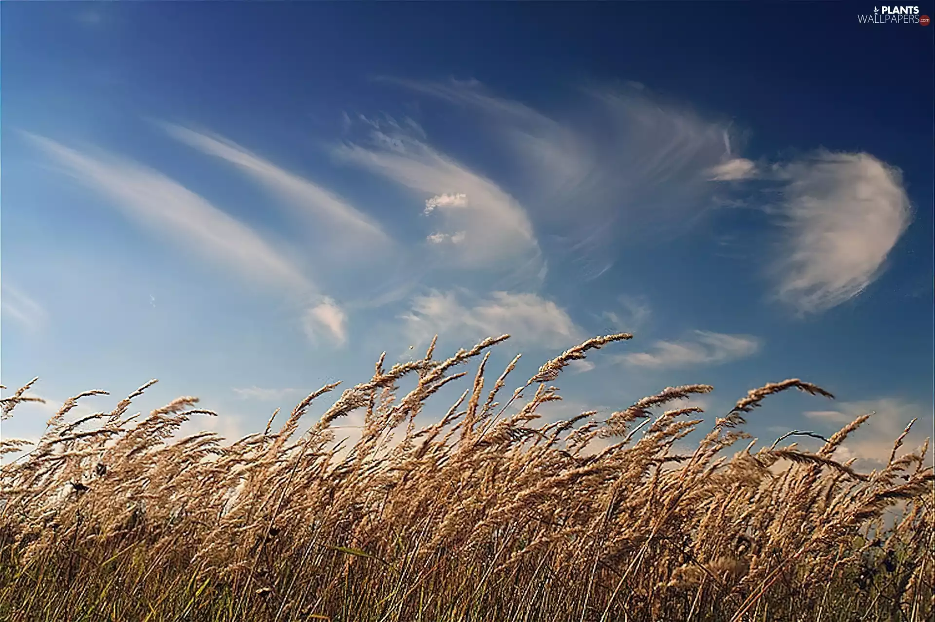 clouds, corn, Sky