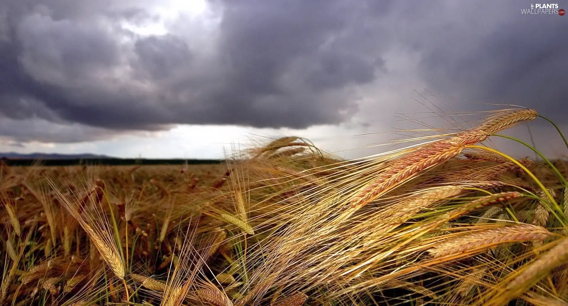 Clouds, Sky, Ears, cereals, folded