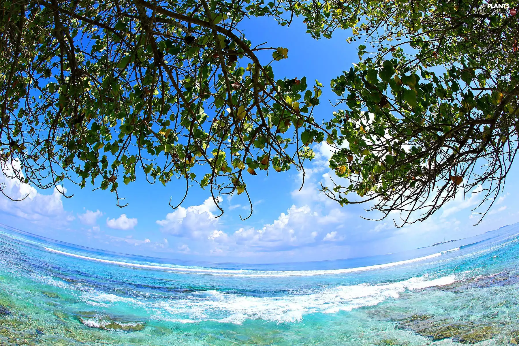 Sky, sea, Leaf, clouds