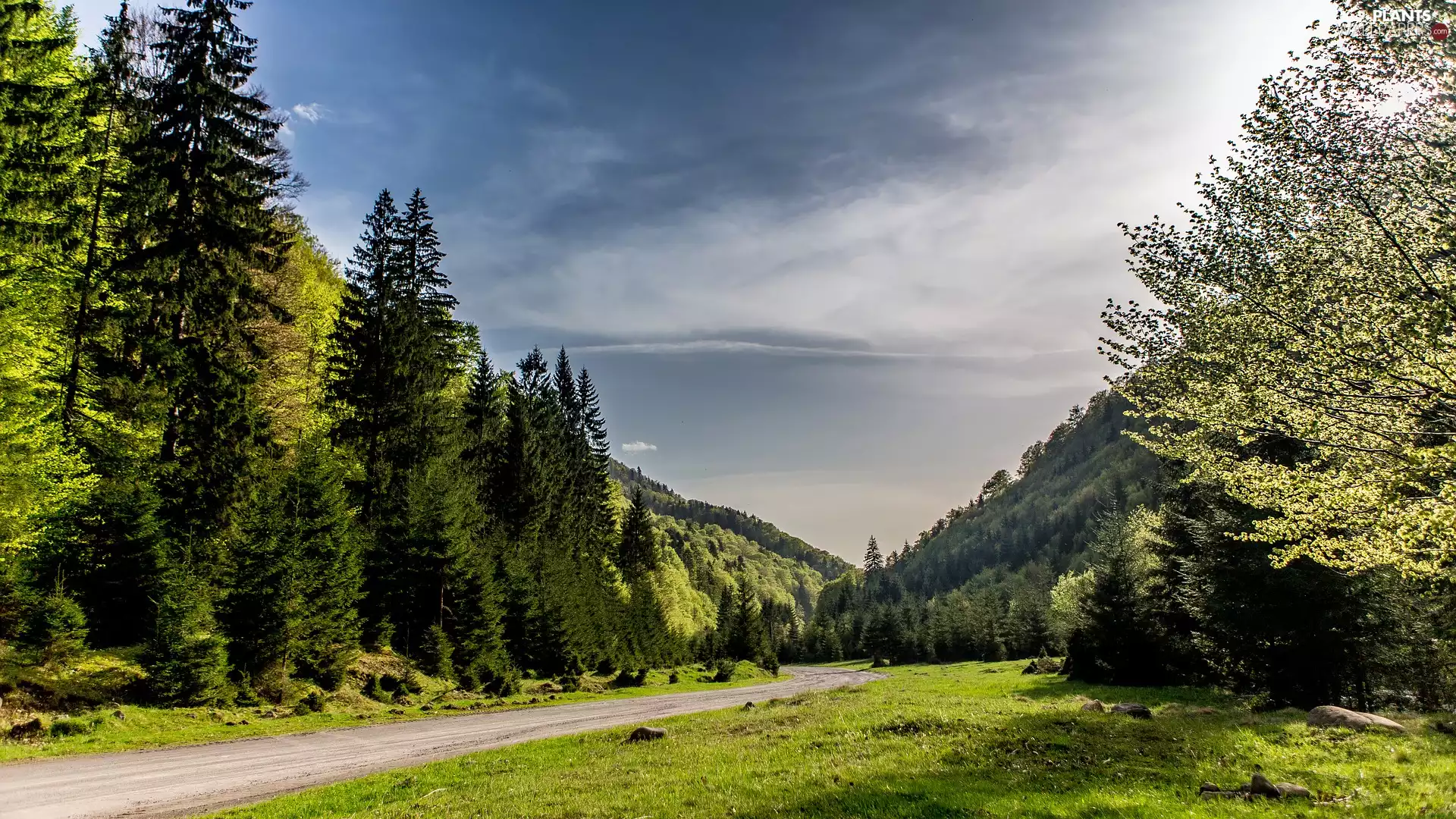 trees, Mountains, Sky, The Hills, Way, viewes, clouds