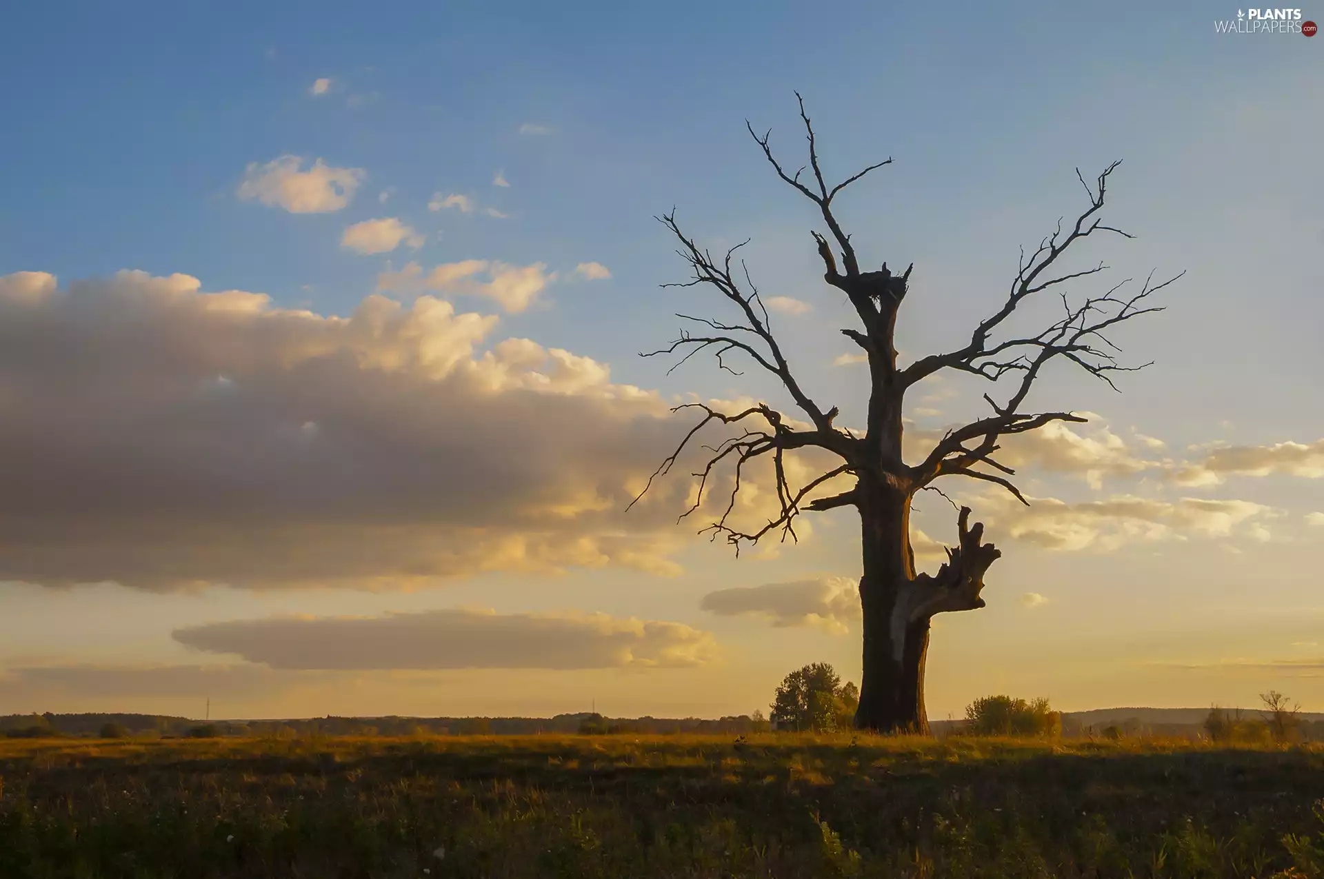 Treebeard, clouds, Sky, Old Tree