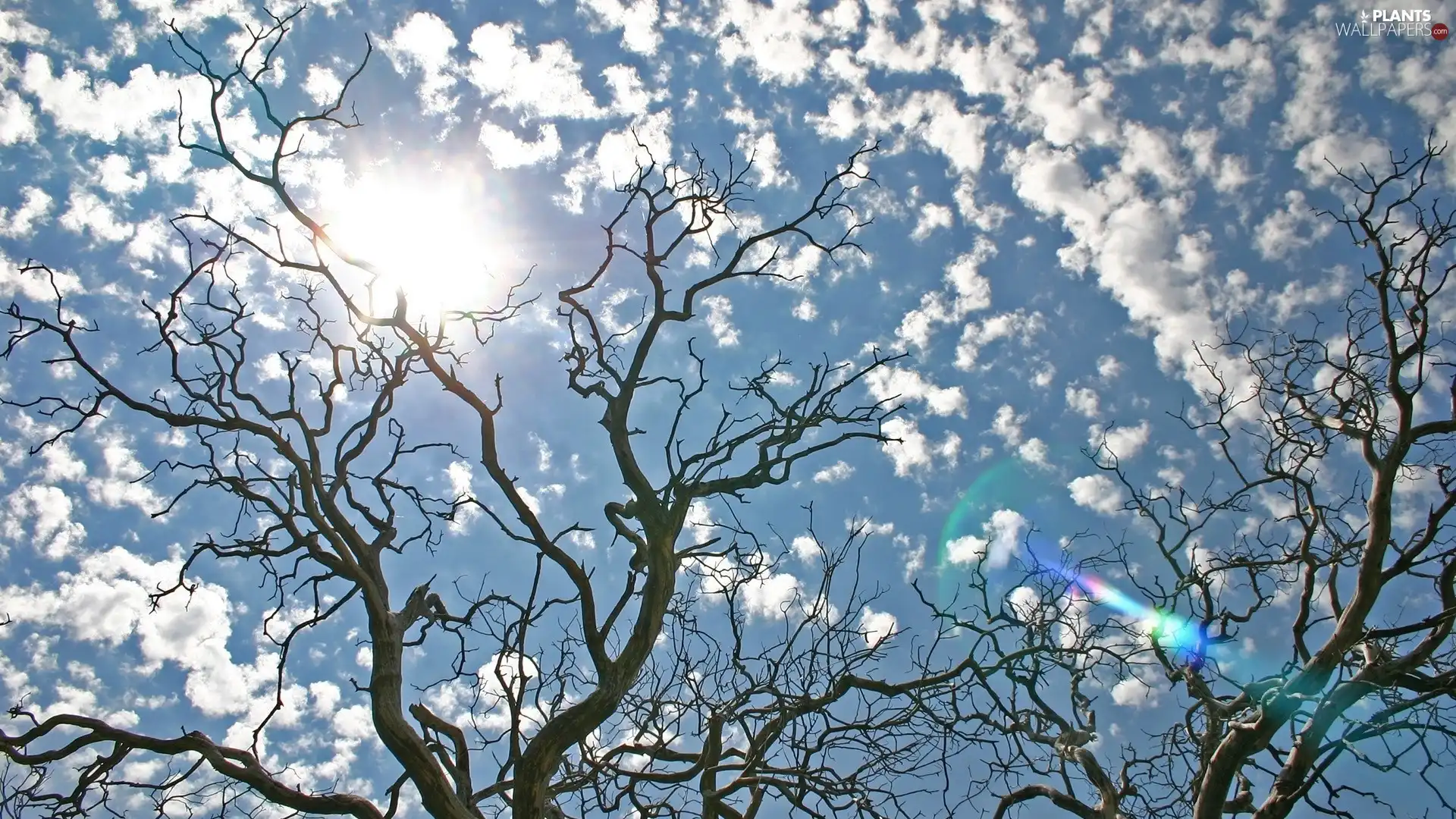 clouds, trees, Sky