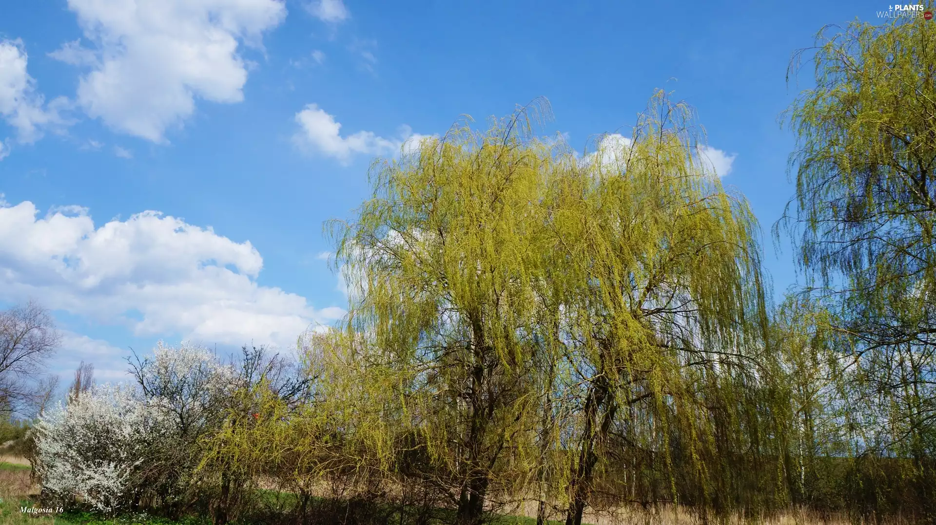 Sky, Spring, Willow, clouds