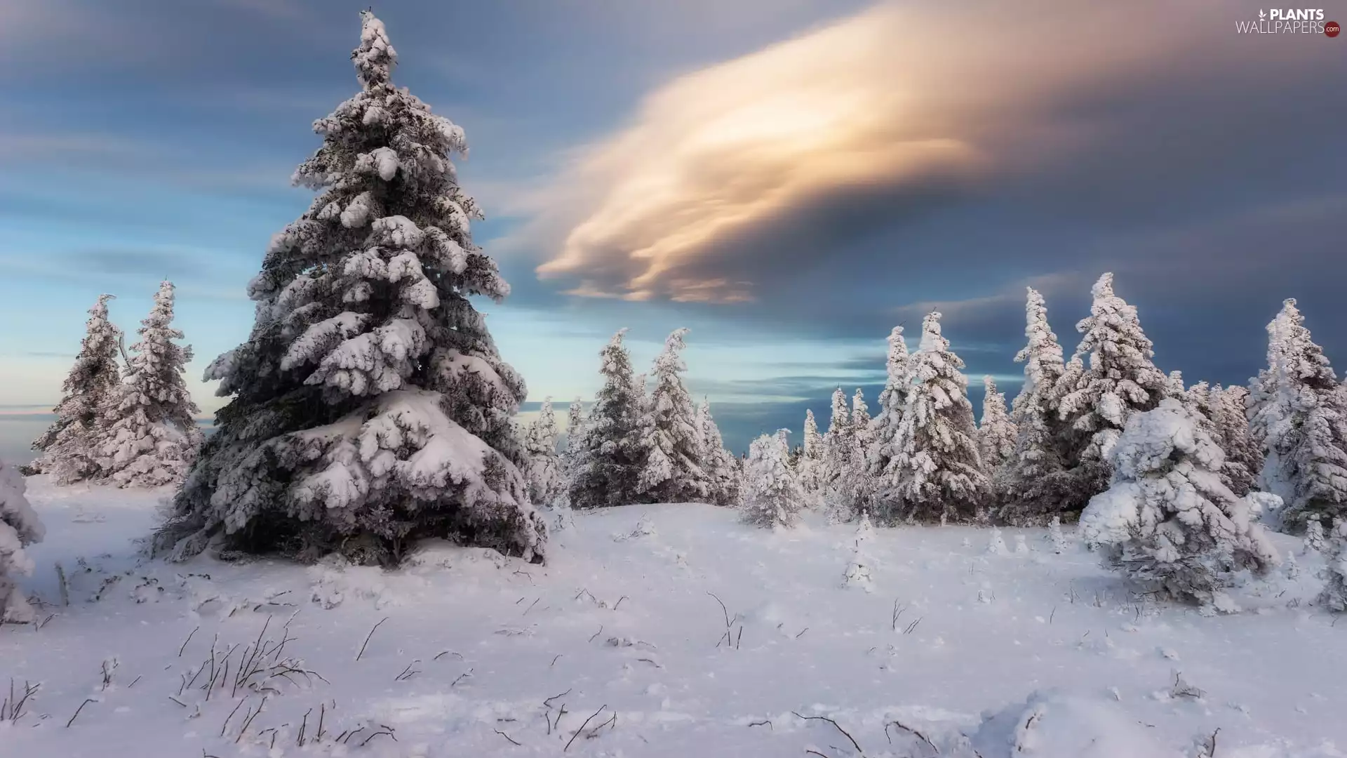 trees, winter, dark, clouds, viewes, Snowy