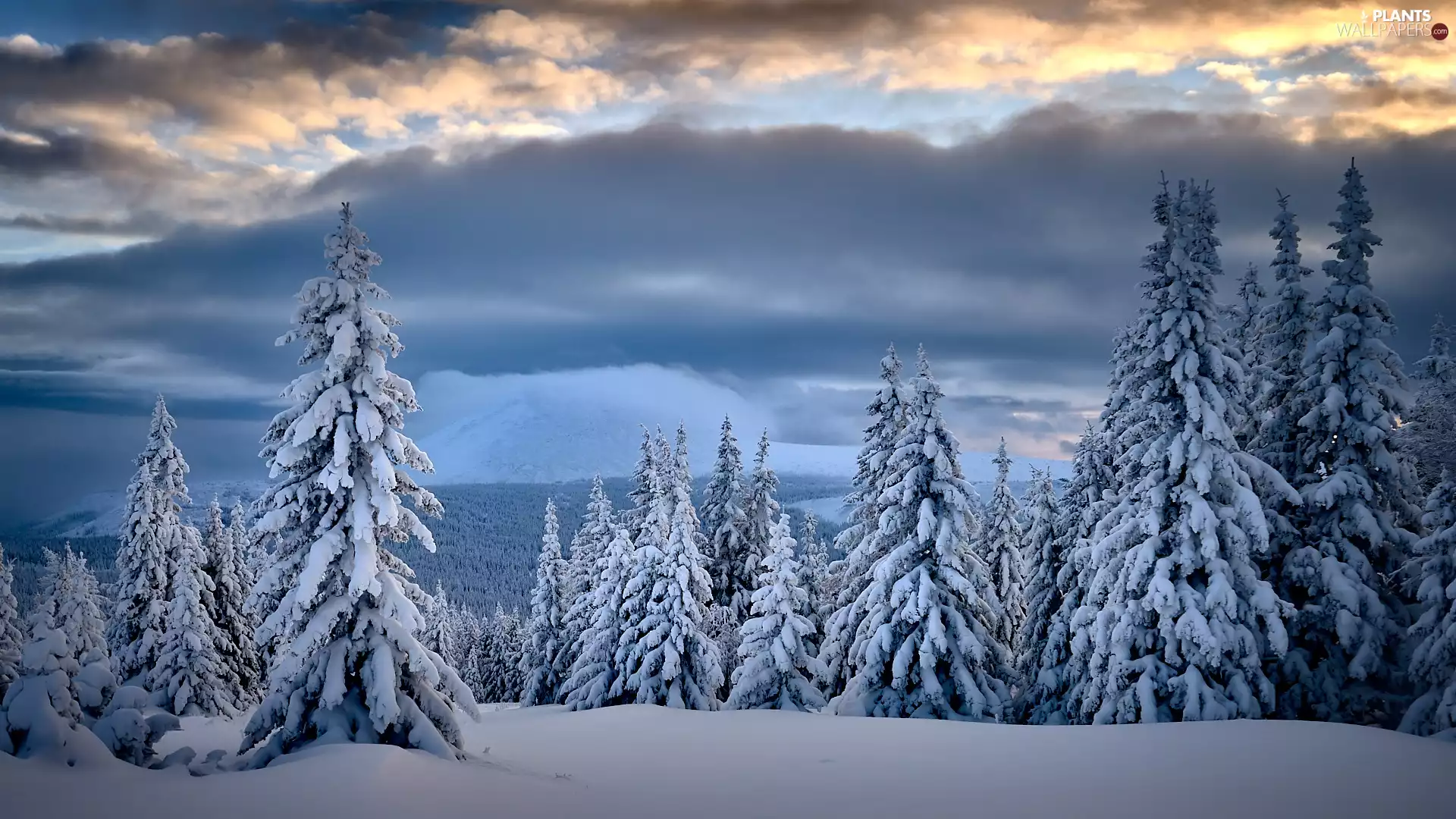 trees, winter, forest, clouds, viewes, Snowy