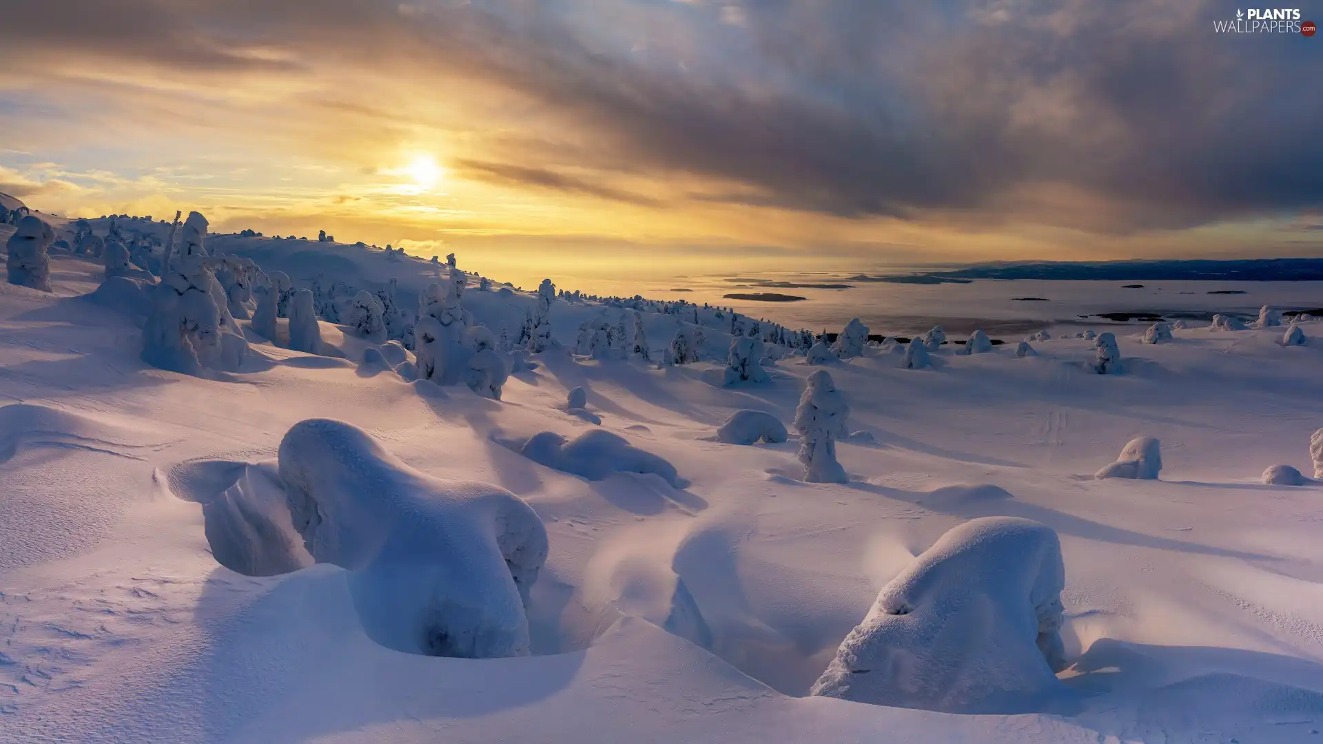 trees, winter, Sunrise, clouds, viewes, snowy