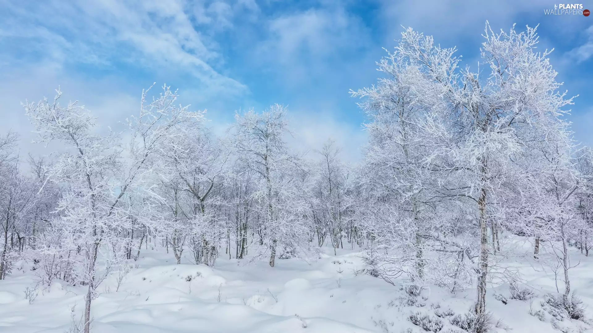 viewes, clouds, Snowy, trees, winter