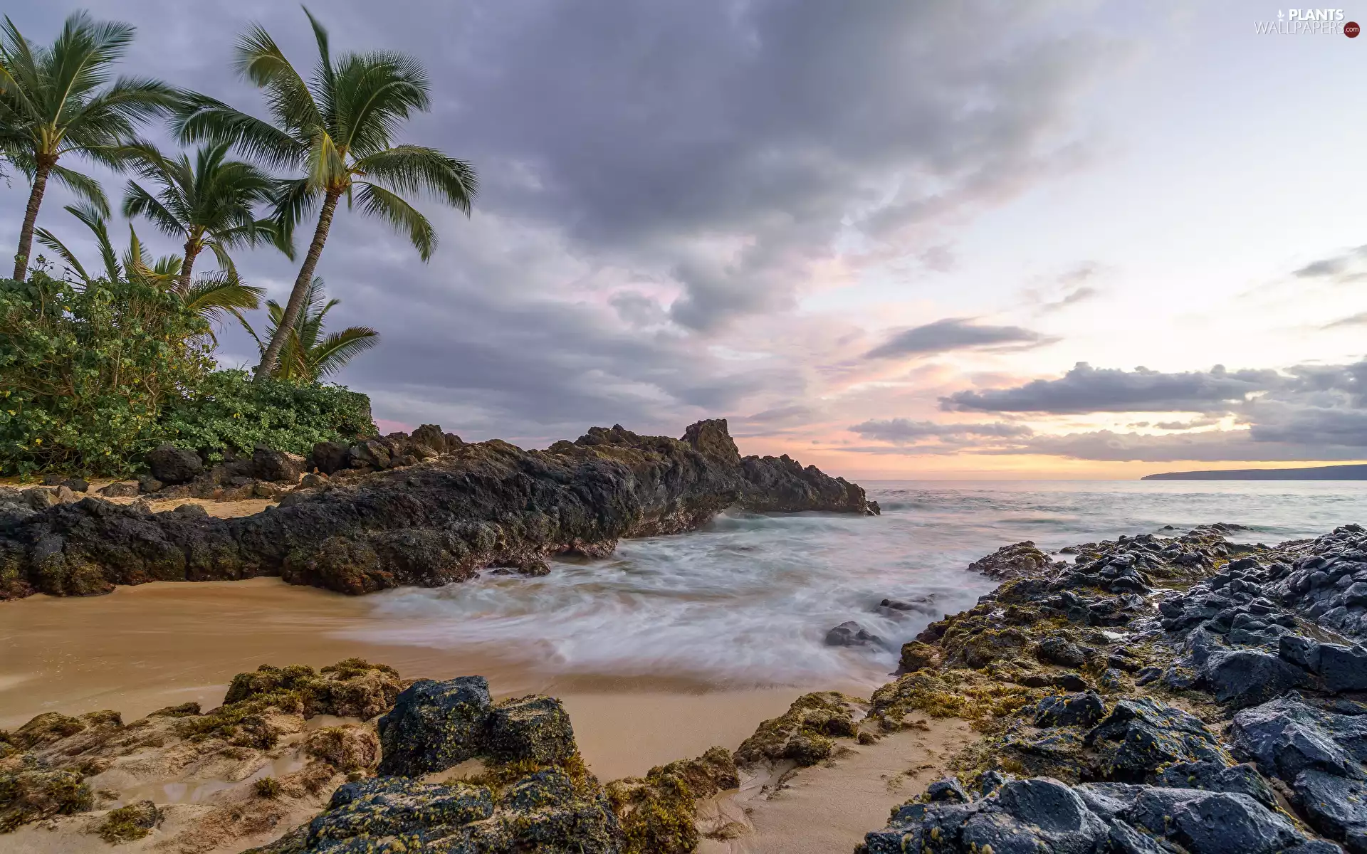 Palms, Coast, Ocean, clouds, sea, Stones