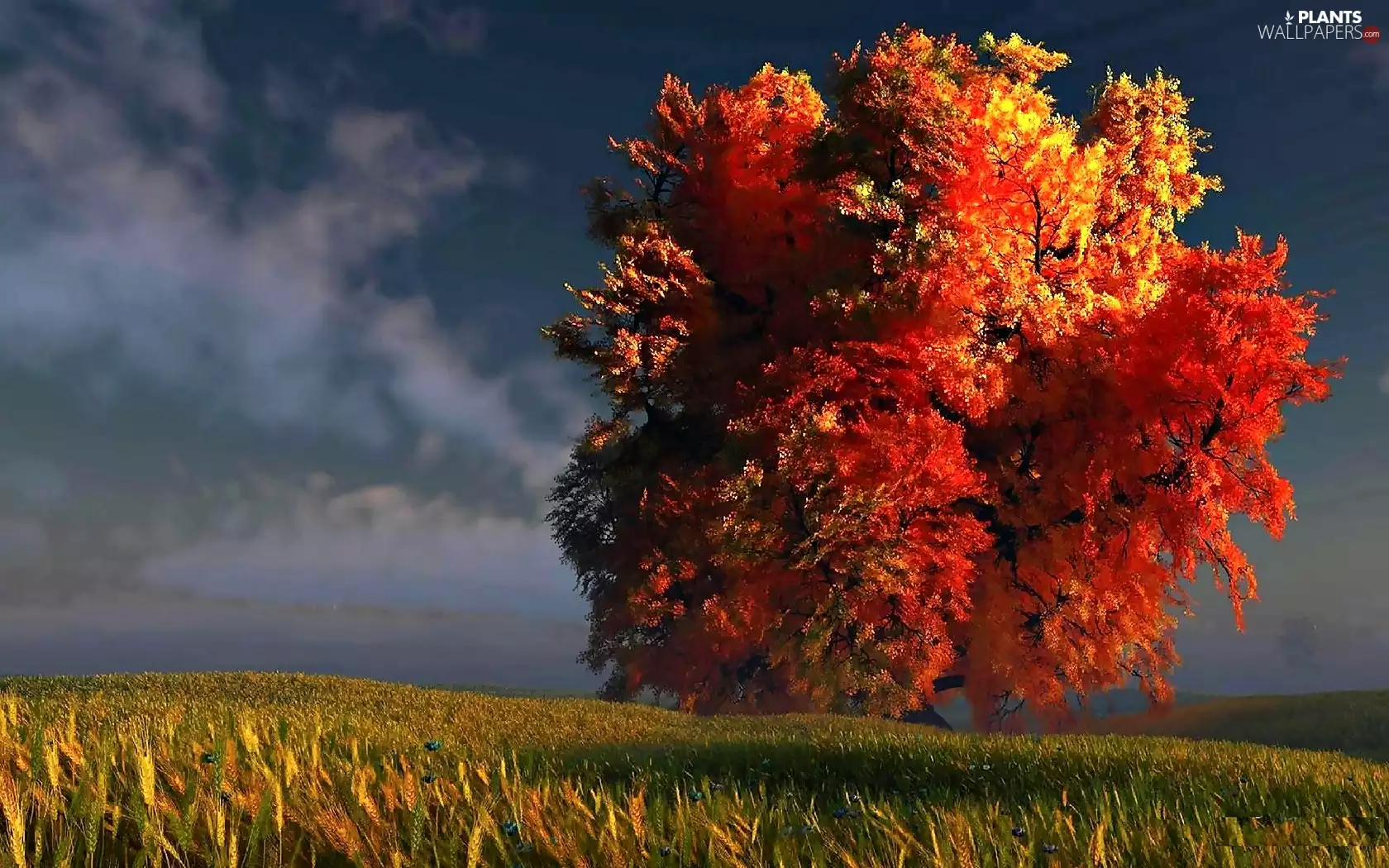 storm, Field, trees, clouds