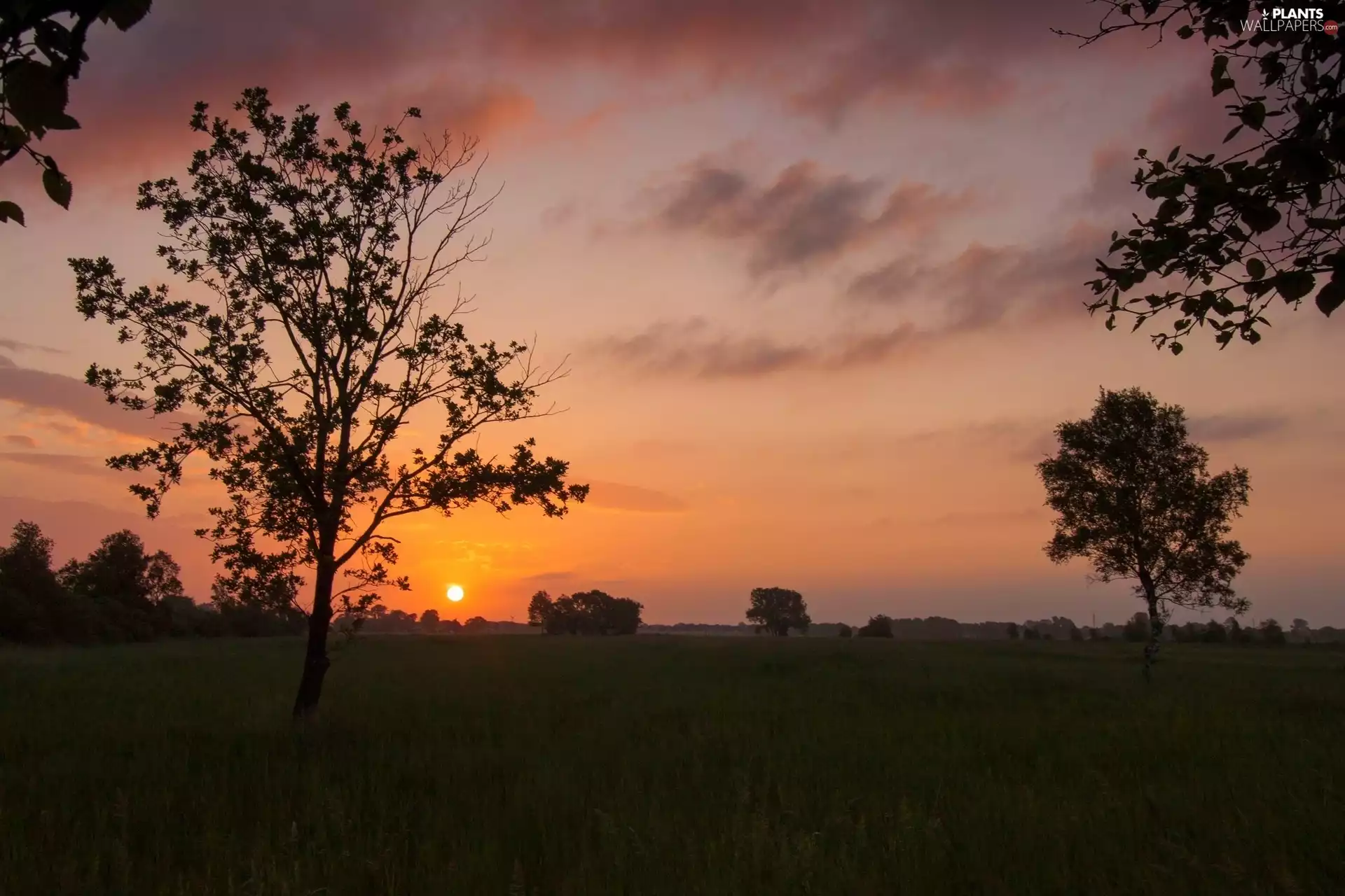 Meadow, west, viewes, clouds, trees, sun