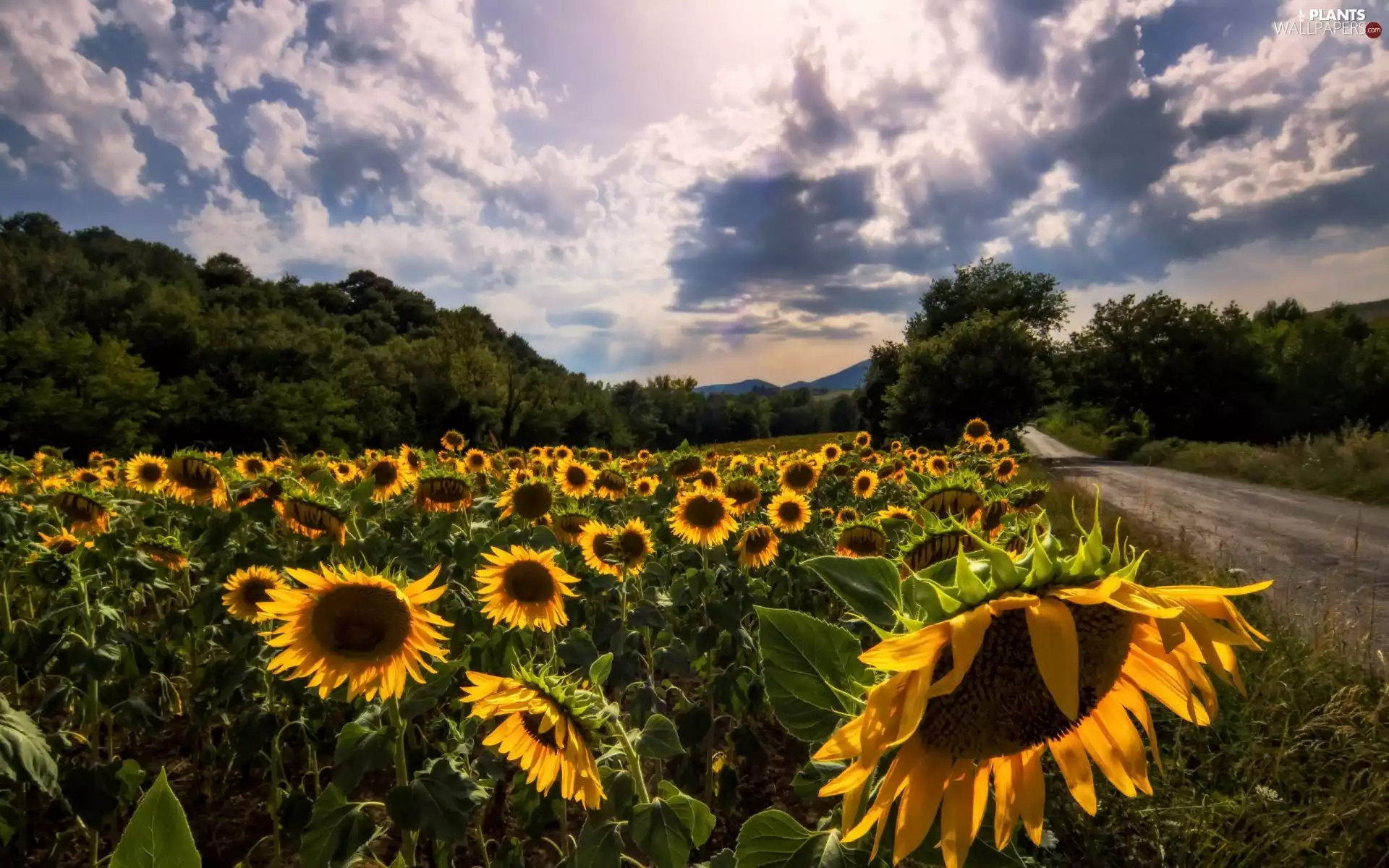trees, Nice sunflowers, summer, Way, Field, viewes, clouds