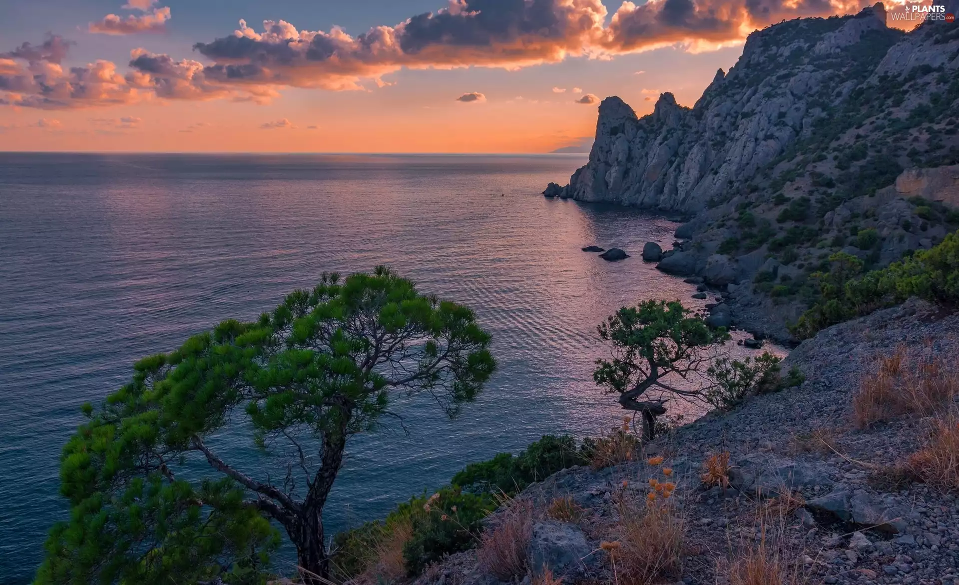 clouds, coast, Plants, rocks, viewes, Great Sunsets, sea, trees