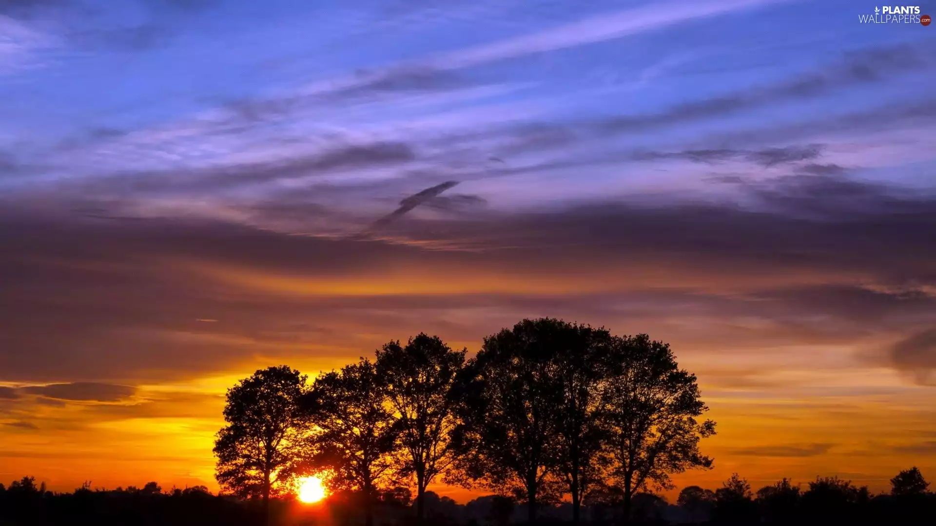 trees, viewes, Sky, clouds, Great Sunsets