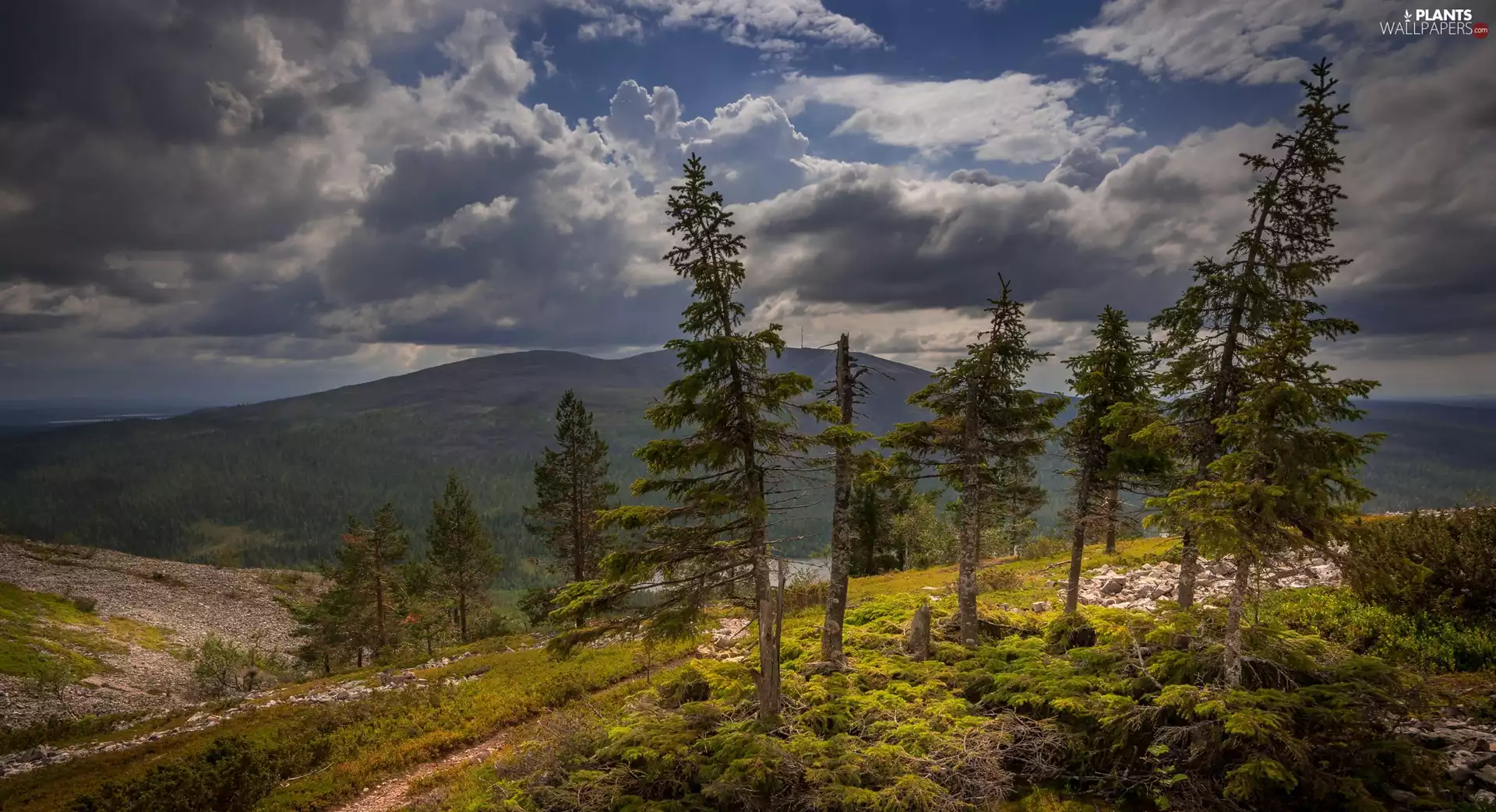 viewes, Lapland, The Hills, Moss, Mountains, Finland, Mount Ylläs, clouds, grass, trees
