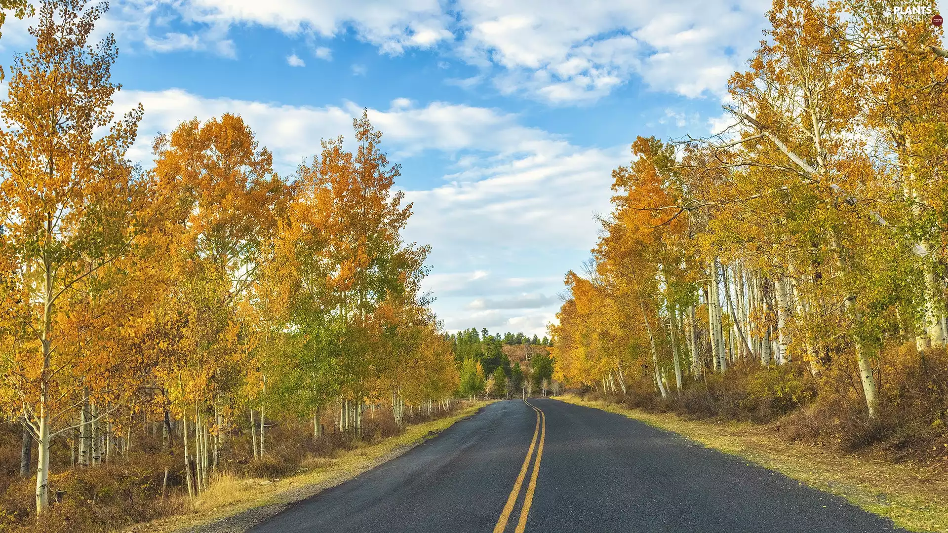 viewes, Way, autumn, clouds, birch, trees