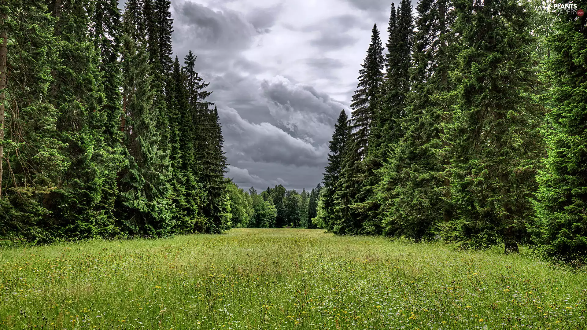 viewes, Park, dark, clouds, Spruces, trees