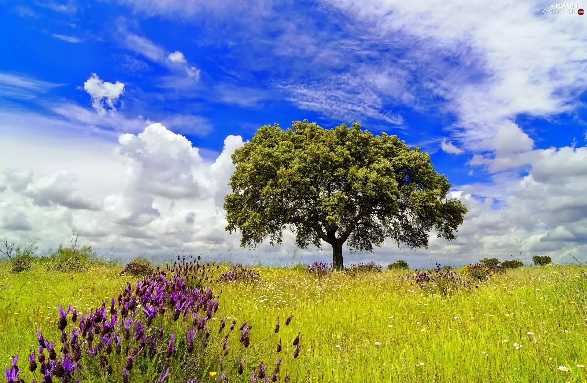 an, lonely, Flowers, clouds, meadow, trees
