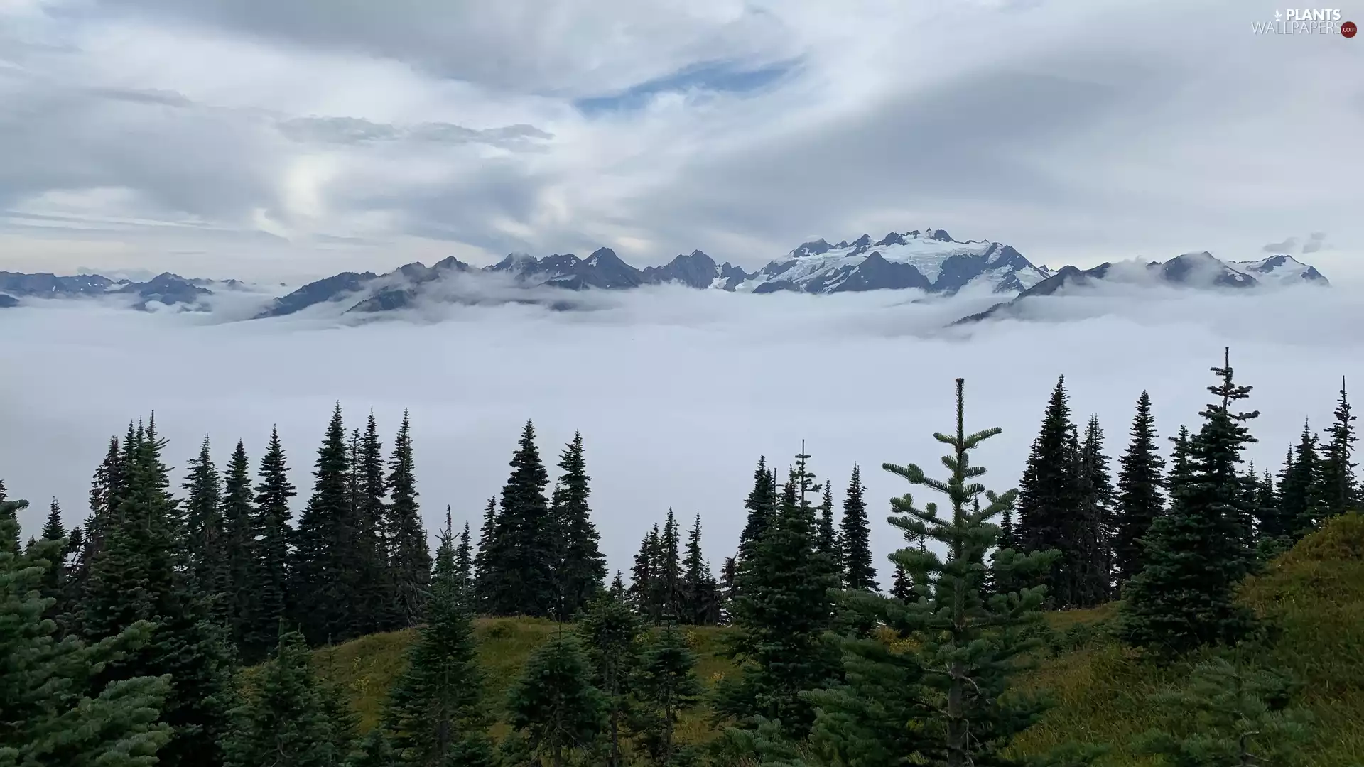 viewes, Mountains, Fog, clouds, Spruces, trees
