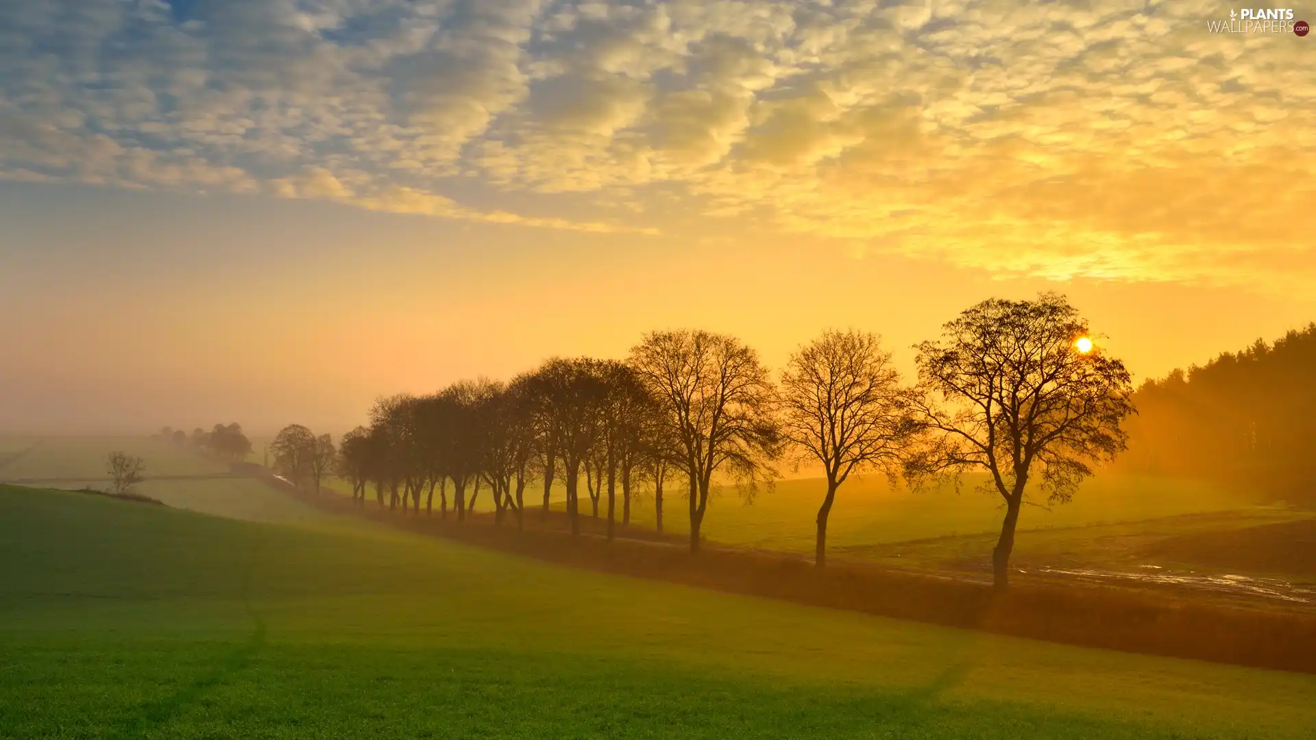 viewes, Meadow, Fog, clouds, Sunrise, trees