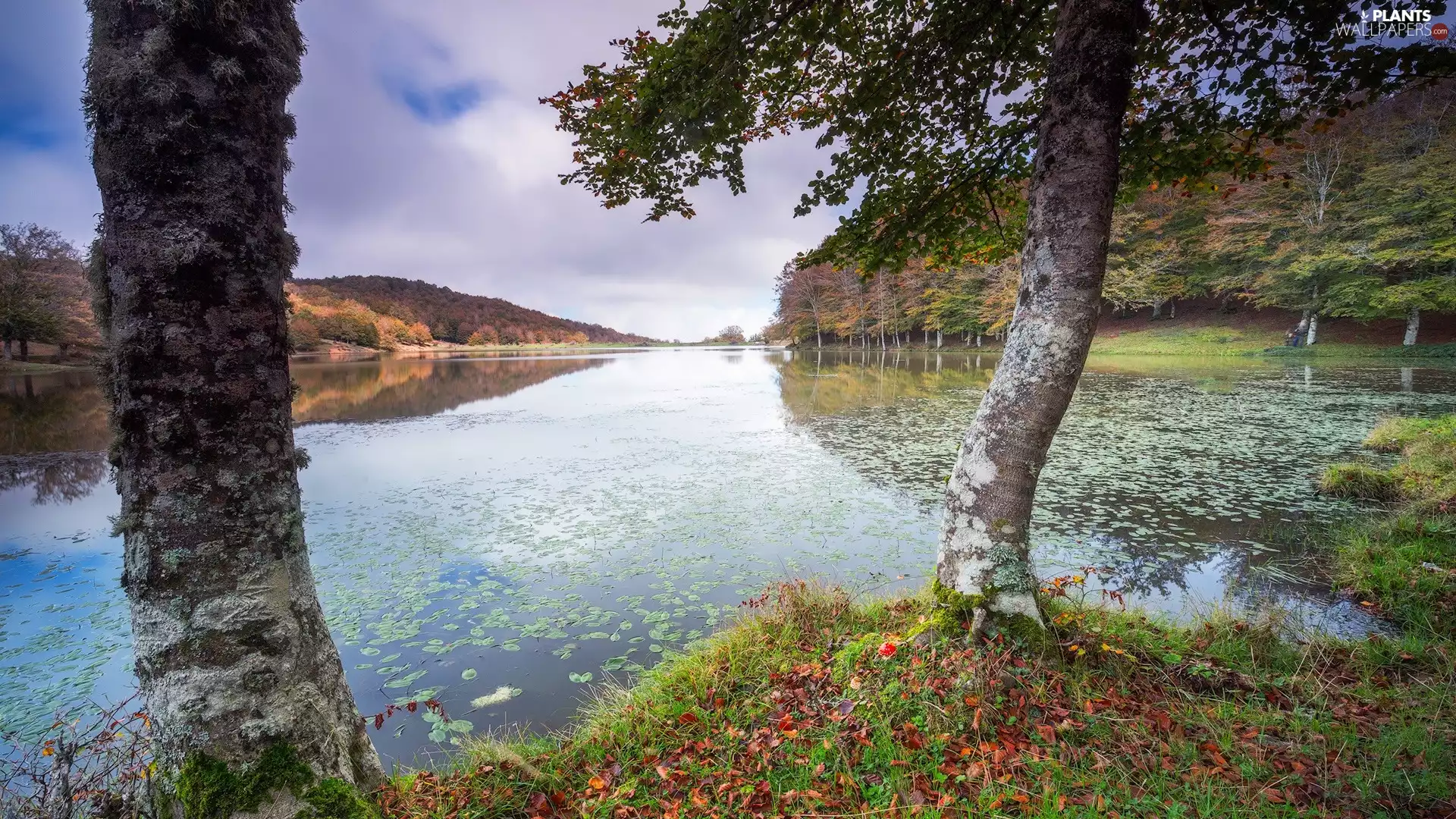 Leaf, clouds, trees, viewes, lake