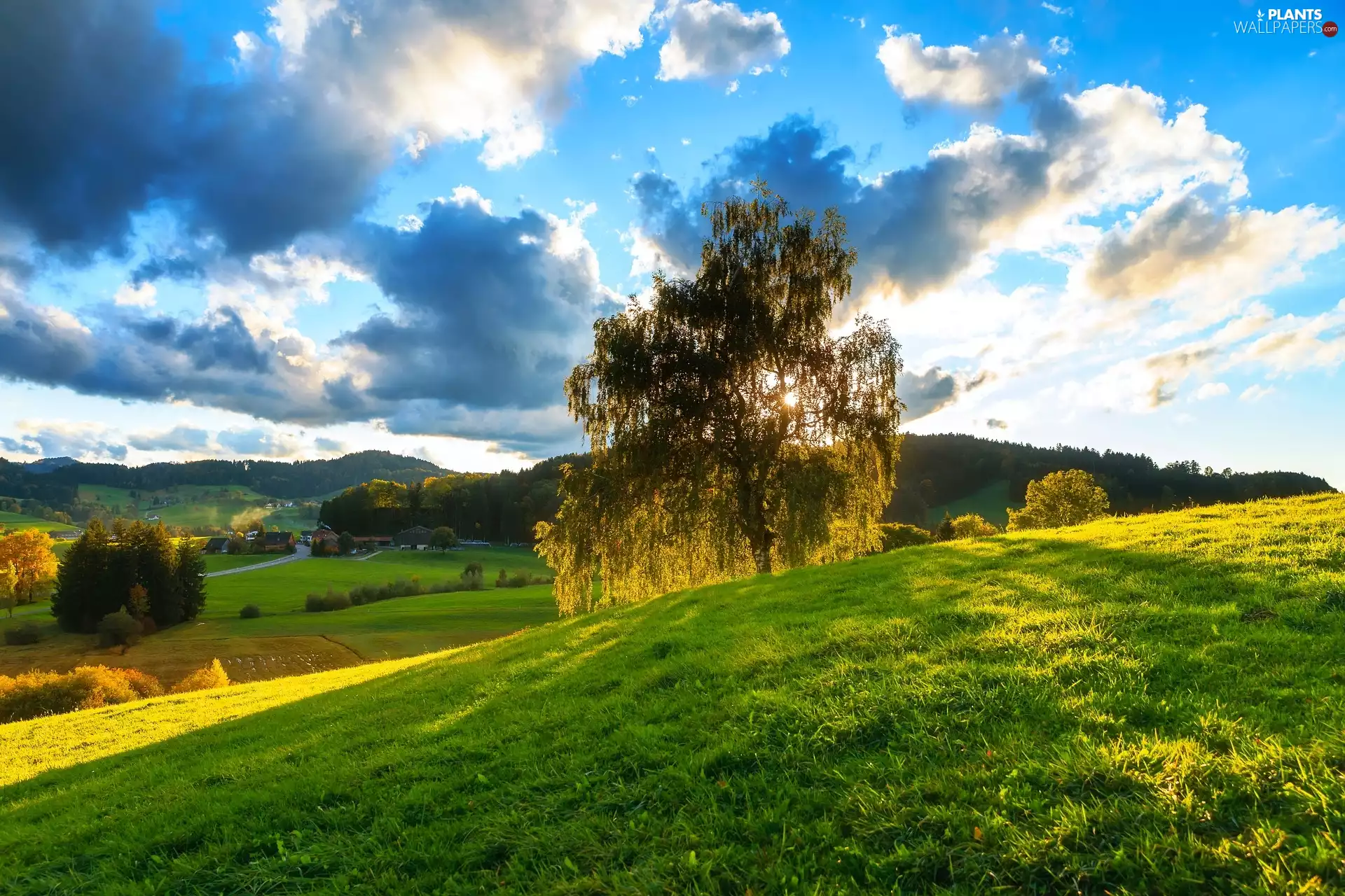 grass, clouds, trees, Hill, Meadow
