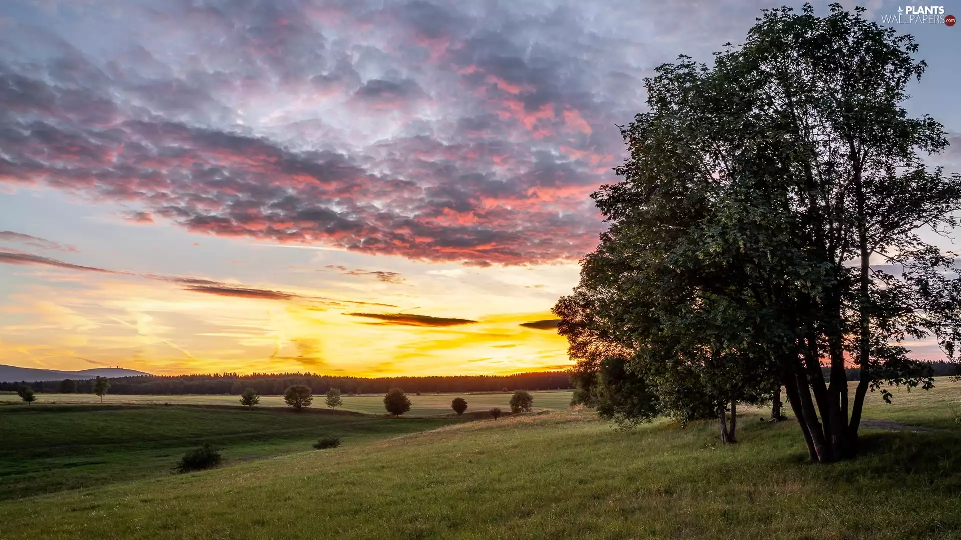 Sunrise, clouds, trees, viewes, medows