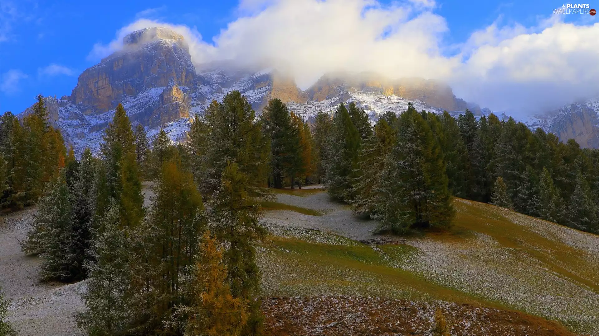 Spruces, clouds, trees, viewes, Mountains