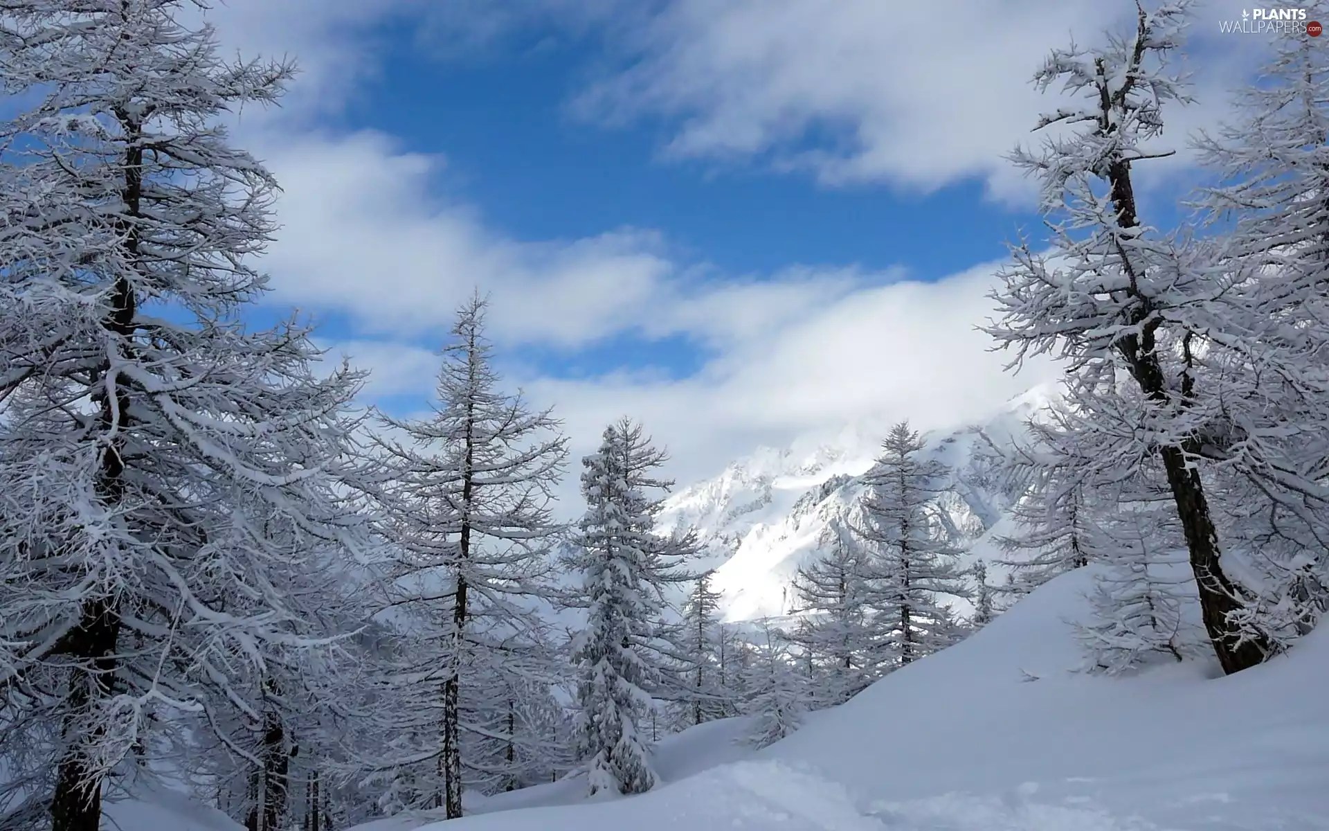 winter, clouds, trees, viewes, Mountains