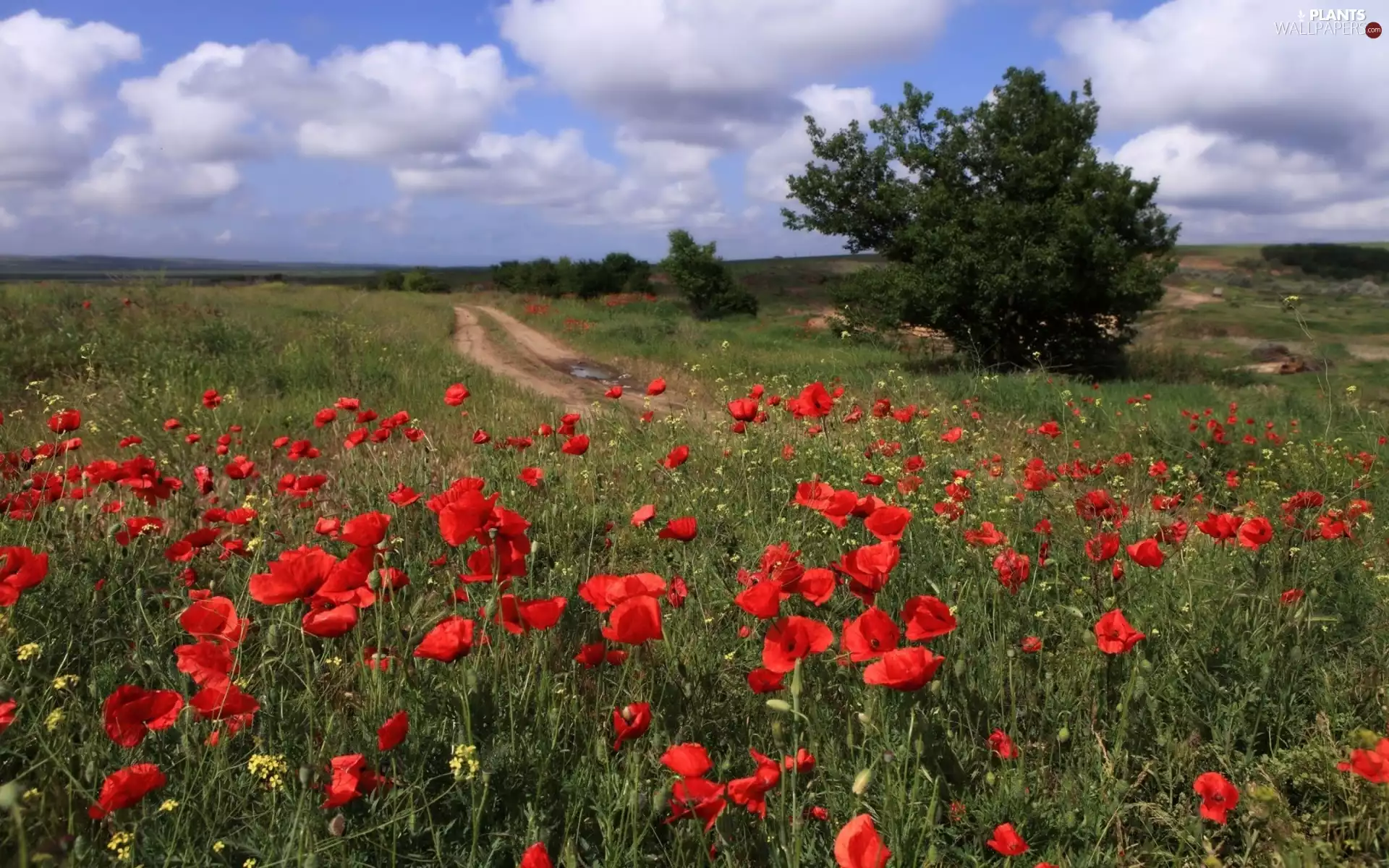 viewes, papavers, Path, clouds, Field, trees