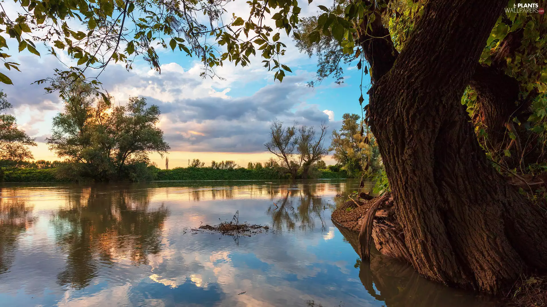 reflection, clouds, trees, viewes, River